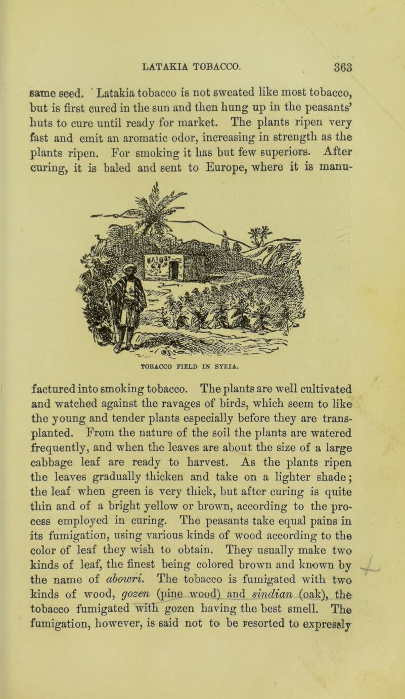 Bame seed. ' Latakia tobacco is not sweated like most tobacco, but is first cured in the sun and then hung up in the peasants’ huts to cure until ready for market. The plants ripen very fast and emit an aromatic odor, increasing in strength as the plants ripen. For smoking it has but few superiors. After curing, it is baled and sent to Europe, where it is manu- TOBACCO FIELD IN STRIA. factored into smoking tobacco. The plants are well cultivated and watched against the ravages of birds, which seem to like the young and tender plants especially before they are trans- planted. From the nature of the soil the plants are watered frequently, and when the leaves are about the size of a large cabbage leaf are ready to harvest. As the plants ripen the leaves gradually thicken and take on a lighter shade; the leaf when green is very thick, but after curing is quite thin and of a bright yellow or brown, according to the pro- cess employed in curing. The peasants take equal pains in its fumigation, using various kinds of wood according to the color of leaf they wish to obtain. They usually make two kinds of leaf, the finest being colored brown and known by the name of abovyri. The tobacco is fumigated with two kinds of wood, gozen (pine wood) and sindian (oak), the tobacco fumigated with gozen having the best smell. The fumigation, however, is said not to be resorted to expressly