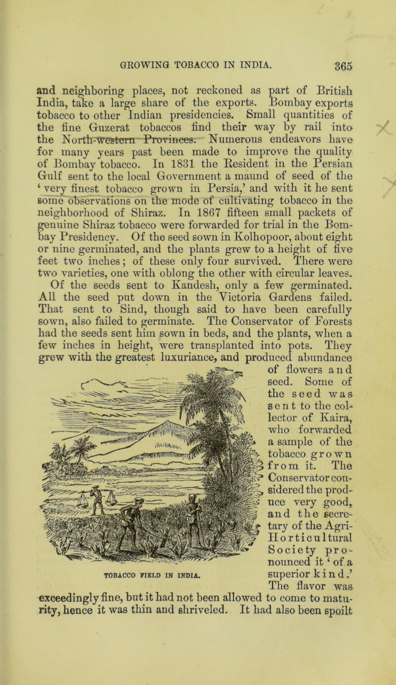 and neighboring places, not reckoned as part of British India, take a large share of the exports. Bombay exports tobacco to other Indian presidencies. Small quantities of the line Guzerat tobaccos find their way by rail into the North-western Provinces. Numerous endeavors have for many years past been made to improve the quality of Bombay tobacco. In 1831 the Resident in the Persian Gulf sent to the local Government a maund of seed of the ‘ very finest tobacco grown in Persia,’ and with it he sent Bom'e observations on the mode of cultivating tobacco in the neighborhood of Shiraz. In 1867 fifteen small packets of genuine Shiraz tobacco were forwarded for trial in the Bom- bay Presidency. Of the seed sown in Kolhopoor, about eight or nine germinated, and the plants grew to a height of five feet two inches; of these only four survived. There were two varieties, one with oblong the other with circular leaves. Of the seeds sent to Kandesh, only a few germinated. All the seed put down in the Victoria Gardens failed. That sent to Sind, though said to have been carefully sown, also failed to germinate. The Conservator of Forests had the seeds sent him sown in beds, and the plants, when a few inches in height, were transplanted into pots. They grew with the greatest luxuriance, and produced abundance of flowers and seed. Some of the seed was sent to the coB lector of Kaira, who forwarded a sample of the tobacco grown from it. The Conservator con- sidered the prod- uce very good, and the secre- tary of the Agri- II o r t i c u 1 tural Society pro- nounced it ‘ of a TOBACCO FiKLD IN INDIA, superior kind.’ The flavor was exceedingly fine, but it had not been allowed to come to matu- rity, hence it was thin and shriveled. It had also been spoilt