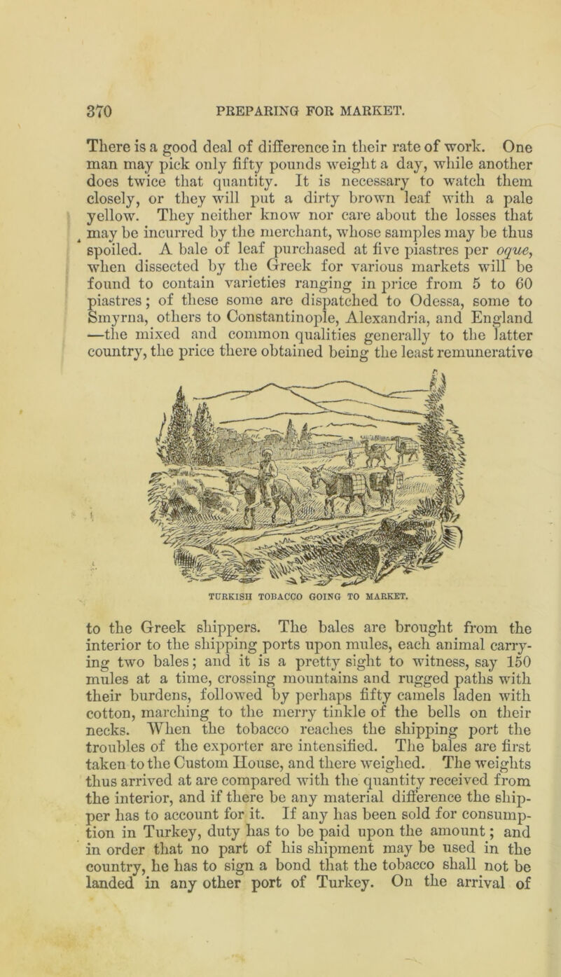 There is a good deal of difference in their rate of worh. One man may pick only fifty pounds weight a day, while another does twice that quantity. It is necessary to watch them closely, or they will put a dirty brown leaf with a pale yellow. They neither know nor care about the losses that ^ may be incurred by the merchant, whose samples may be thus spoiled. A bale of leaf purchased at five piastres per ot/ue, when dissected by the Greek for various markets will be found to contain varieties ranging in j)rice from 5 to 60 piastres; of these some are dispatched to Odessa, some to Smyrna, others to Constantinople, Alexandria, and England —the mixed and common qualities generally to the latter country, the price there obtained being the least remunerative TURKISH TOBACCO GOING TO MARKET. to the Greek shippers. The bales are brought from the interior to the ship^ping ports upon mules, each animal carry- ing two bales; and it is a p^retty sight to witness, say 150 mules at a time, crossing mountains and rugged paths with their burdens, followed by p^erhap^s fifty camels laden with cotton, marching to the merry tinkle of the bells on their necks. When the tobacco reaches the shipping port the troubles of the exporter are intensified. The bales are first taken to the Custom House, and there weighed. The weights thus arrived at are compared with the quantity received from the interior, and if there be any material difference the ship- per has to account for it. If any has been sold for consump)- tion in Turkey, duty has to be paid upon the amount; and in order that no part of his ship^ment may be used in the country, he has to sign a bond that the tobacco shall not be landed in any other port of Turkey. On the arrival of