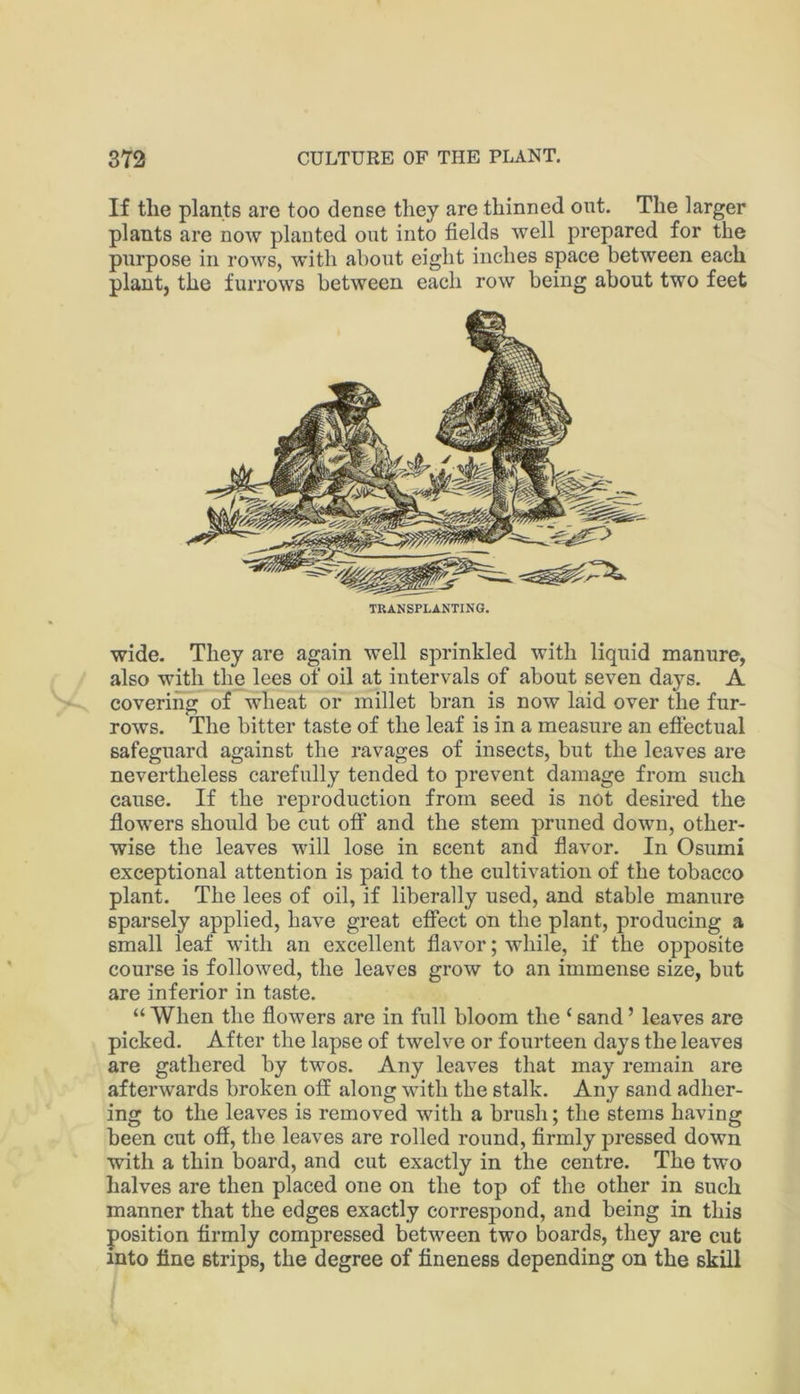 If the plants are too dense they are thinned out. The larger plants are now planted out into fields well prepared for the purpose in rows, with about eight inches space between each plant, the furrows between each row being about two feet TRANSPLANTING. wide. They are again well sprinkled with liquid manure, also with the lees of oil at intervals of about seven days. A covering of wheat or millet bran is now laid over the fur- rows. The bitter taste of the leaf is in a measure an efiectual safeguard against the ravages of insects, but the leaves are nevertheless carefully tended to prevent damage from such cause. If the reproduction from seed is not desired the flowers should be cut off and the stem pruned down, other- wise the leaves will lose in scent and flavor. In Osumi exceptional attention is paid to the cultivation of the tobacco plant. The lees of oil, if liberally used, and stable manure sparsely applied, have great effect on the plant, producing a small leaf with an excellent flavor; while, if the opposite course is followed, the leaves grow to an immense size, but are inferior in taste. “ When the flowers are in full bloom the ‘ sand ’ leaves are picked. After the lapse of twelve or fourteen days the leaves are gathered by twos. Any leaves that may remain are afterwards broken off along with the stalk. Any sand adher- ing to the leaves is removed with a brush; the stems having been cut off, the leaves are rolled round, firmly pressed down with a thin board, and cut exactly in the centre. The two halves are then placed one on the top of the other in such manner that the edges exactly correspond, and being in this position firmly compressed between two boards, they are cut into tine strips, the degree of fineness depending on the skill