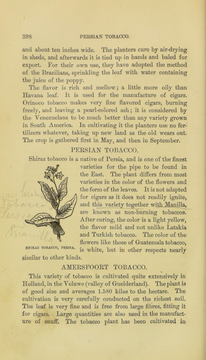 and about ten inches wide. The planters cure by air-drying in sheds, and afterwards it is tied up in hands and baled for export. For their own use, they have adopted the method of the Brazilians, sj^rinkling the leaf with water containing the juice of the poppy. The flavor is rich and mellow; a little more oily than Havana leaf. It is used for the manufacture of cigars. Orinoco tobacco makes very fine flavored cigars, burning freely, and leaving a pearl-colored ash; it is considered by the Venezuelans to be much better than any variety grown in South America. In cultivating it the planters use no fer- tilizers whatever, taking up new land as the old wears out. The crop is gathered first in May, and then in September. PERSIAN TOBACCO. Shiraz tobacco is a native of Persia, and is one of the finest varieties for the pipe to be found in the East. The plant differs from most varieties in the color of the flowers and the form of the leaves. It is not adaj)ted for cigars as it does not readily ignite, and this variety together with Jdanilla, are known as non-burning tobaccos. After curing, the color is a light yellow, the flavor mild and not unlike Latakia and Turkish tobacco. The color of the flowers like those of Guatemala tobacco, SHIRAZ TOBACCO, PERSIA. ^Pite, but iu otlicr respects nearly similar to other kinds. AMERSFOORT TOBACCO. This variety of tobacco is cultivated quite extensively in Holland, in the Yeluwe (valley of Guelderland). The plant is of good size and averages 1.580 kilos to the hectare. The cultivation is very carefully conducted on the richest soil. The leaf is very fine and is free from large fibres, fitting it for cigars. Large quantities are also used in the manufact- ure of snuff. The tobacco plant has been cultivated in /