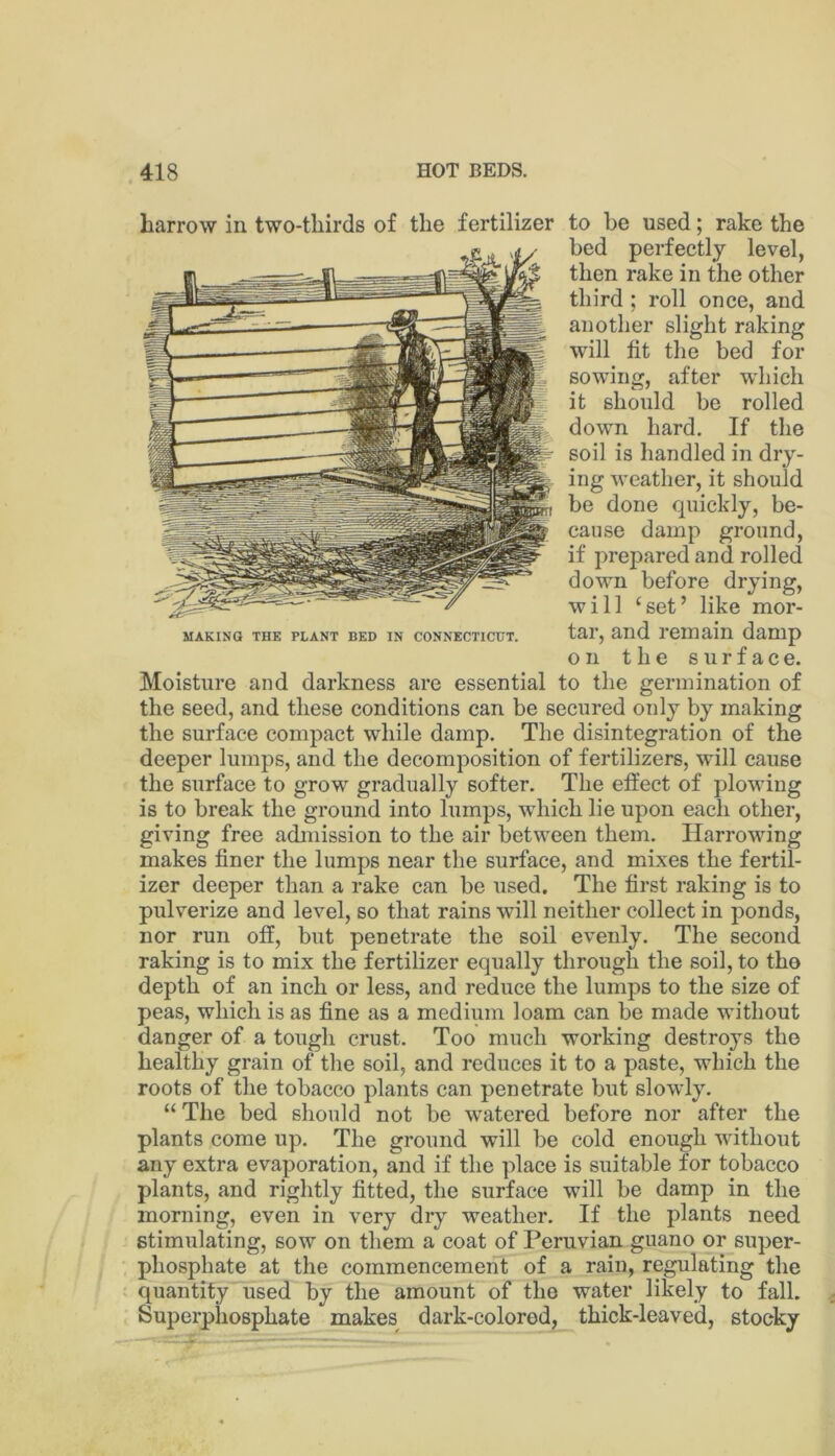 harrow in two-thirds of the fertilizer to be used; rake the bed perfectly level, then rake in the other third ; roll once, and another slight raking will fit the bed for sowing, after w'hich it should be rolled down hard. If the soil is handled in dry- ing weather, it should be done quickly, be- cause damp ground, if prepared and rolled down before drying, will ‘set’ like mor- MAKiNG THE PLANT BED IN CONNECTICUT. tai’, and I’cmain damp on the surface. Moisture and darkness are essential to the germination of the seed, and these conditions can be secured only by making the surface compact while damp. The disintegration of the deeper lumps, and the decomposition of fertilizers, will cause the surface to grow gradually softer. The effect of plowing is to break the ground into lumps, which lie upon each other, giving free admission to the air between them. Harrowing makes finer the lumps near the surface, and mixes the fertil- izer deeper than a rake can be used. The first raking is to pulverize and level, so that rains will neither collect in ponds, nor run off, but penetrate the soil evenly. The second raking is to mix the fertilizer equally through the soil, to tho depth of an inch or less, and reduce the lumps to the size of peas, which is as fine as a medium loam can be made without danger of a tough crust. Too much working destroys the healthy grain of the soil, and reduces it to a paste, which the roots of the tobacco plants can penetrate but slowly. “ The bed should not be w'atered before nor after the plants come up. The ground will be cold enough without any extra evaporation, and if the place is suitable for tobacco plants, and rightly fitted, the surface will be damp in the morning, even in very dry weather. If the plants need stimulating, sow on them a coat of Peruvian guano or super- phosphate at the commencement of a rain, regulating the quantity used by the amount of the water likely to fall. Superphosphate makes dark-colored, thick-leaved, stocky