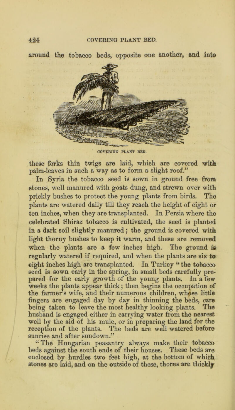 around the tobacco beds, opposite one another, and into COTKRINQ PLANT BED. these forks thin twigs are laid, which are covered with palm-leaves in such a way as to form a slight roof.” In Syria the tobacco seed is sown in ground free from stones, well manured with goats dung, and strewn over with prickly bushes to protect the young plants from birds. The plants are watered daily till they reach the height of eight or ten inches, when they are transplanted. In Persia where the celebrated Shiraz tobacco is cultivated, the seed is planted in a dark soil slightly manured ; the ground is covered with light thorny bushes to keep it warm, and these are removed when the plants are a few inches high. The ground is regularly watered if required, and when the plants are six to eight inches high are transplanted. In Turkey “ the tobacco seed is sown early in the spring, in small beds carefully pre- pared for the early growth of the young plants. In a few weeks the plants appear thick; then begins the occupation of the farmer’s wife, and their numerous children, whose little fingers are engaged day by day in thinning the beds, care being taken to leave the most healthy looking plants. The husband is engaged either in carrying water from the nearest well by the aid of his mule, or in preparing the land for the reception of the plants. The beds are well watered before sunrise and after sundown.” “ The Hungarian peasantry always make their tobacco beds against the south ends of their houses. These beds are enclosed by hurdles two feet high, at the bottom of which atones are laid, and on the outside of these, thorns are thickly