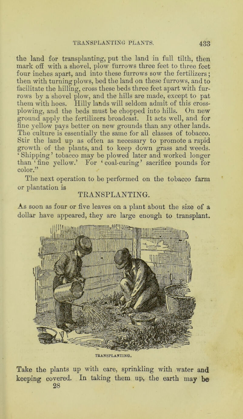 the land for transplanting, put the land in full tilth, then mark otf with a shovel, plow furrows three feet to three feet four inches apart, and into these furrows sow the fertilizers; then with turning plows, bed the land on these furrows, and to facilitate the hilling, cross these beds three feet apart with fur- rows by a shovel plow, and the hills are made, except to pat them with hoes. Hilly lands will seldom admit of this cross- plowing, and the beds must be chopped into hills. On new ground apply the fertilizers broadcast. It acts well, and for tine yellow pays better on new grounds than any other lands. The culture is essentially the same for all classes of tobacco. Stir the land up as often as necessary to promote a rapid growth of the plants, and to keep down grass and weeds. ‘ Shipping ’ tobacco may be plowed later and worked longer than‘fine yellow.’ For ‘coal-curing’ sacrifice pounds for color.” The next operation to be performed on the tobacco farm or plantation is TRANSPLANTING. As soon as four or five leaves on a plant about the size of a dollar have appeared, they are large enough to transplant. TRANSPLANTING. Take the plants keeping covered. 28 up with care, sprinkling with water and In taking them up, the earth may be
