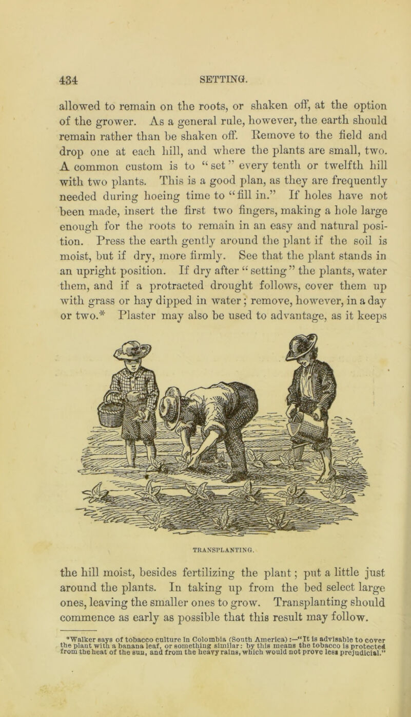 allowed to remain on the roots, or shaken oft, at the option of the grower. As a general rule, however, the earth should remain rather than be shaken off. llemove to the field and drop one at each hill, and where the plants are small, two. A common custom is to “ set ” every tenth or twelfth hill with two plants. This is a good plan, as they are frequently needed during hoeing time to “fill in.” If holes have not been made, insert the first two fingers, making a hole large enough for the roots to remain in an easy and natural posi- tion. Press the earth gently around the plant if the soil is moist, but if dry, more firmly. See that the plant stands in an upright position. If dry after setting ” the plants, water them, and if a protracted drought follows, cover them up with grass or hay dipped in water; remove, however, in a day or two.* Plaster may also be used to advantage, as it keeps TRANSPLANTING. the hill moist, besides fertilizing the plant; put a little just around the plants. In taking up from the bed select large ones, leaving the smaller ones to grow. Transplanting should commence as early as possible that this result may follow. ■•Walker says of tobacco cnlture In Colombia {South America)“It Is advisable to cover the plant -wUh a banana leaf, or something similar: by this means the tobacco is protected from the heat of the sun, and from the heavy rains, which would not prove less prejudicial.