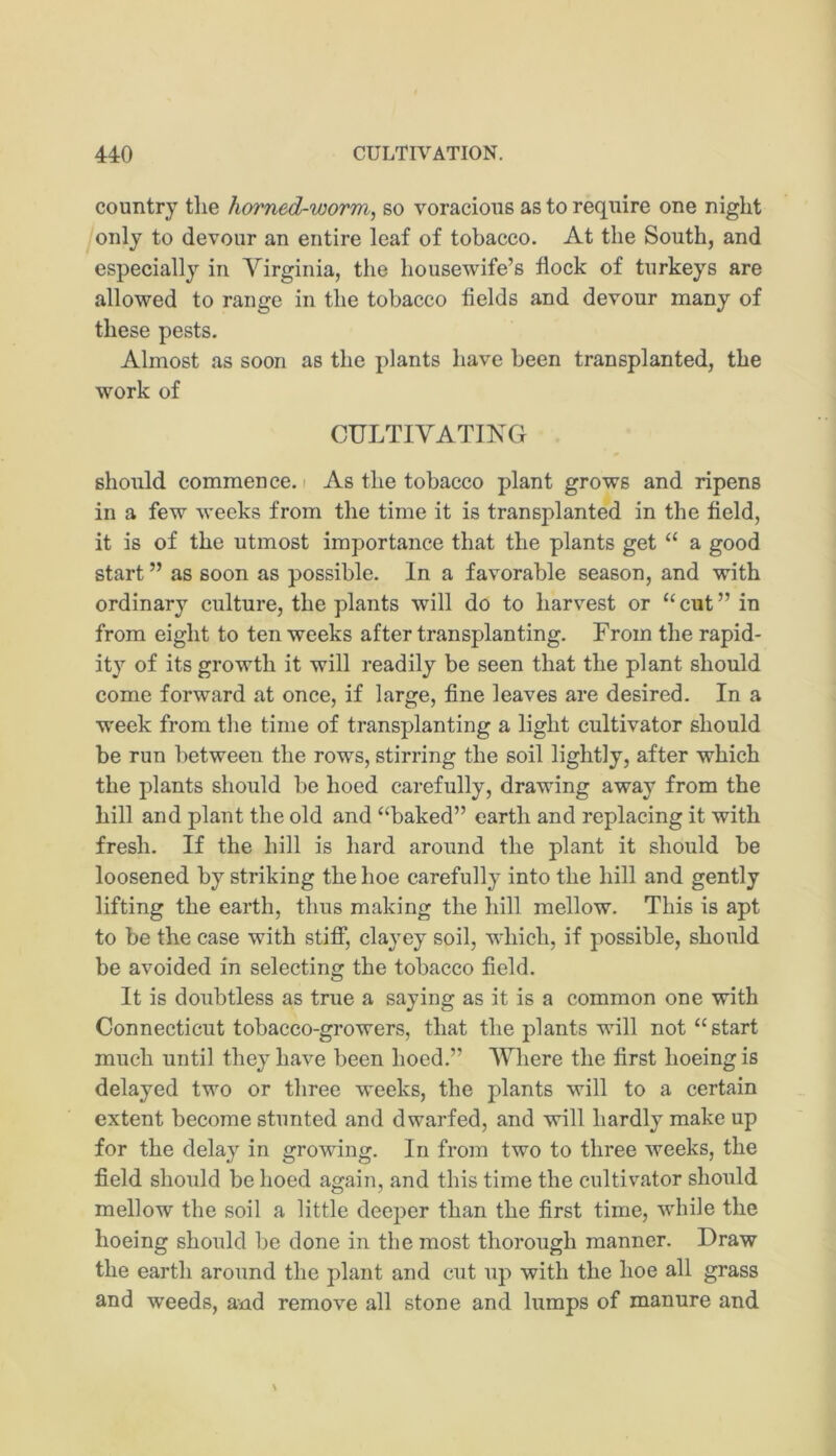 country tlie horned-worm, so voracious as to require one night only to devour an entire leaf of tobacco. At the South, and especially in Virginia, the housewife’s flock of turkeys are allowed to range in the tobacco fields and devour many of these pests. Almost as soon as the plants have been transplanted, the work of CULTIVATIXG should commence. i As the tobacco plant grows and ripens in a few Aveeks from the time it is transplanted in the field, it is of the utmost importance that the plants get “ a good start ” as soon as possible. In a favorable season, and with ordinary culture, the plants will do to harvest or “cut” in from eight to ten weeks after transplanting. From the rapid- ity of its growth it will readily be seen that the plant should come forward at once, if large, fine leaves are desired. In a week from the time of transplanting a light cultivator should be run l)etween the rows, stirring the soil lightly, after which the plants should be hoed carefully, drawing away from the hill and plant the old and “baked” earth and replacing it with fresh. If the hill is hard around the plant it should be loosened by striking the hoe carefully into the hill and gently lifting the earth, thus making the hill mellow. This is apt to be the case with stiff, clayey soil, which, if possible, should be avoided in selecting the tobacco field. It is doubtless as true a saying as it is a common one with Connecticut tobacco-growers, that the plants will not “start much until they have been hoed.” Where the first hoeing is delayed two or three weeks, the 2)lants will to a certain extent become stunted and dwarfed, and will hardly make up for the delay in growing. In from two to three Aveeks, the field should be hoed again, and this time the cultivator should mellow the soil a little deejjer than the first time, Avhile the hoeing should be done in the most thorough manner. Draw the earth around the plant and cut up with the hoe all grass and weeds, and remoAX all stone and lumps of manure and