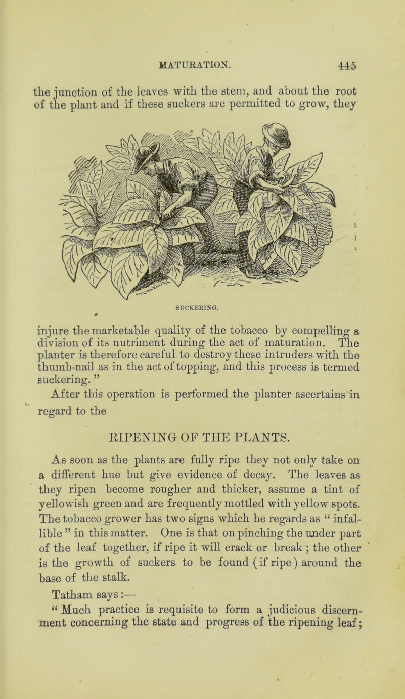 the jimction of the leaves with the stern, and about the root of the plant and if these suckers are permitted to grow, they SUCKERINO. injure the marketable quality of the tobacco by compelling a division of its nutriment during the act of maturation. The planter is therefore careful to destroy these intruders with the thumb-nail as in the act of topping, and this process is termed Buckering. ” After this operation is performed the planter ascertains in <> regard to the KIPENING OF THE PLANTS. As soon as the plants are fully ripe they not only take on a different hue but give evidence of decay. The leaves as they ripen become rougher and thicker, assume a tint of yellowish green and are frequently mottled with yellow spots. The tobacco grower has two signs which he regards as “ infal- lible ” in this matter. One is that on pinching the under part of the leaf together, if ripe it will crack or break ; the other is the growth of suckers to be found (if ripe) around the base of the stalk. Tatham says:— “ Much practice is requisite to form a judicious discern- ment concerning the state and progress of the ripening leaf;