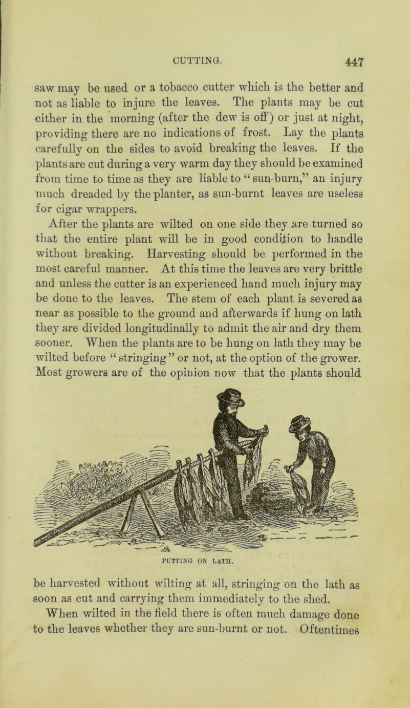 saw may be used or a tobacco cutter which is the better and not as liable to in jure the leaves. The plants may be cut either in the morning (after the dew is off) or just at night, providing there are no indications of frost. Lay the plants carefully on the sides to avoid breaking the leaves. If the plants are cut during a very warm day they should be examined from time to time as they are liable to “ sun-burn,” an injury much dreaded by the planter, as sun-burnt leaves are useless for cigar wrappers. After the plants are wilted on one side they are turned so that the entire plant will be in good condition to handle without breaking. Harvesting should be performed in the most careful manner. At this time the leaves are very brittle and unless the cutter is an experienced hand much injury may be done to the leaves. The stem of each plant is severed as near as possible to the ground and afterwards if hung on lath they are divided longitudinally to admit the air and dry them sooner. When the plants are to be hung on lath they may be Avilted before “ stringing ” or not, at the option of the grower. Most growers are of the opinion now that the plants should POTTING ON LATH. be harvested without wilting at all, stringing on the lath as soon as cut and carrying them immediately to the shed. When wilted in the field there is often much damage done to the leaves whether they are sun-burnt or not. Oftentimes