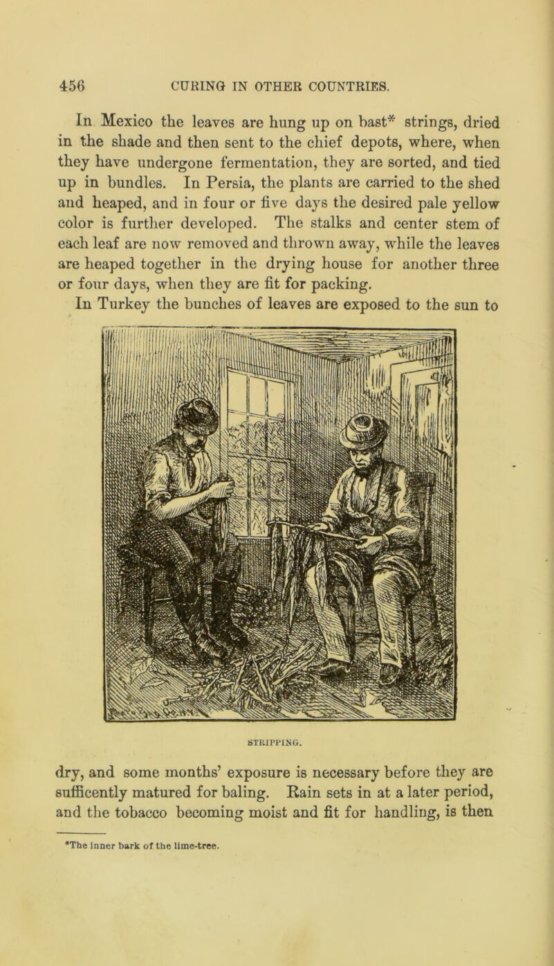 In Mexico the leaves are hung up on bast* strings, dried in the shade and then sent to the chief depots, where, when they have undergone fermentation, they are sorted, and tied up in bundles. In Persia, the plants are carried to the shed and heaped, and in four or five days the desired pale yellow color is further developed. The stalks and center stem of each leaf are now removed and thrown away, while the leaves are heaped together in the drying house for another three or four days, when they are fit for packing. In Turkey the bunches of leaves are exposed to the sun to STUIPl'ING. dry, and some months’ exposure is necessary before they are sufficently matured for baling. Rain sets in at a later period, and the tobacco becoming moist and fit for handling, is then •The inner bark of the Ume-tree.