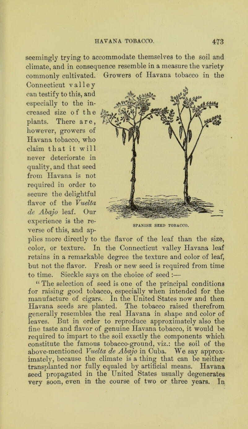 seemingly trying to accommodate themselv^es to the soil and climate, and in consequence resemble in a measure the variety commonly cultivated. Growers of Havana tobacco in the Connecticut valley can testify to this, and especially to the in- creased size of the plants. There are, however, growers of Havana tobacco, who claim that it will never deteriorate in quality, and that seed from Havana is not required in order to secure the delightful flavor of the Yuelta de Abajo leaf. Our experience is the re- ^ 1 SPANISH SEED TOBACCO. verse of this, and ap- plies more directly to the flavor of the leaf than the size, color, or texture. In the Connecticut valley Havana leaf retains in a remarkable degree the texture and color of leaf, but not the flavor. Fresh or new seed is required from time to time. Sieckle says on the choice of seed :— “ The selection of seed is one of the principal conditions for raising good tobacco, especially when intended for the manufacture of cigars. In the United States now and then Havana seeds are planted. The tobacco raised therefrom generally resembles the real Havana in shape and color of leaves. But in order to reproduce approximately also the flne taste and flavor of genuine Havana tobacco, it would be required to impart to the soil exactly the components which constitute the famous tobacco-ground, viz.: the soil of the above-mentioned Vuelta de Abajo in Cuba. We say approx- imately, because the climate is a thing that can be neither transplanted nor fully equaled by artificial means. Havana seed propagated in the United States usually degenerates very soon, even in the course of two or three years. In