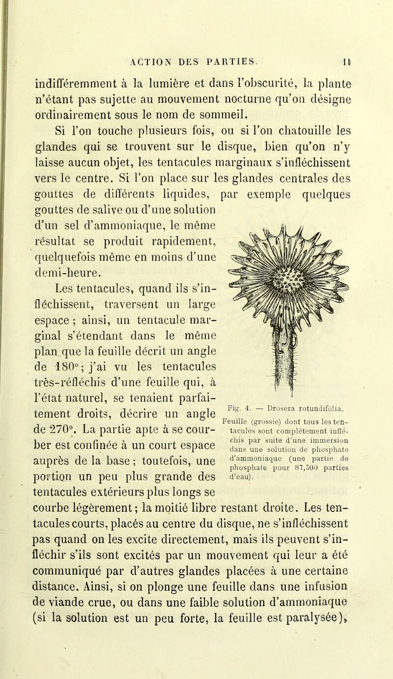 indifferemment a la lumi^jre et dans I’obscurite, la plante n’etant pas sujette au mouvement nocturne qu’on designe ordinaireraent sous le nom de somineil. Si Ton touche plusieurs fois, ou si Ton cliatouille les glandes qui se trouvent sur le disque, bien qu’on n’y laisse aucun objet, les tentacules marginaux s’inflechissent vers le centre. Si Ton place sur les glandes centrales des gouttes de dilTerents liquides, par exemple quelques gouttes de salive ou d’une solution d’un sel d’annnoniaque, le meme r^sultat se produit rapidement, quelquefois meme en moins d’une demi-heure. Les tentacules, quand ils s’in- fl^chissent, traversent un large espace ; ainsi, un tentacule mar- ginal s’etendant dans le meme plan que la feuille d^crit un angle de 180°; j’ai vu les tentacules trfes-reflechis d’une feuille qui, a I’etat naturel, se tenaient parfai- tement droits, decrire un angle de 270°. La partie apte a se cour- ber est confin^e a un court espace auprfes de la base; toutefois, une pcution un pen plus grande des tentacules exterieurs plus longs se courbe legferement; lamoitie libre restant droite. Les ten- tacules courts, places au centre du disque, ne s’inflechissent pas quand on les excite directement, mais ils peuvent s’in- flechir s’ils sont excites par un mouvement qui leur a ete communique par d’autres glandes plac^es a une certaine distance. Ainsi, si on plonge une feuille dans une infusion de viande crue, ou dans une faible solution d’ammoniaque (si la solution est un peu forte, la feuille est paralys6e). Fig. 4. Drosera rotundifulia. Feuille (grossie) dont tons les ten- tacules sont completement inlld- chis par suite d’une immersion dans uue solution de phosphate d’ammoniacjue (une partie de phosphate pour 87,500 parties, d’eau).