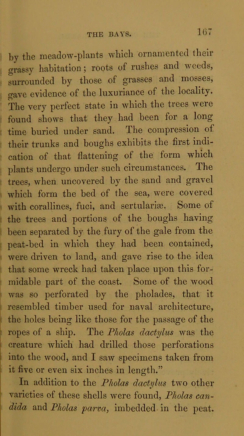 by the meadow-plants which ornamented their grassy habitation; roots of rushes and weeds, suri'ounded by those of grasses and mosses, gave evidence of the luxuriance of the locality. The very perfect state in which the trees were found shows that they had been for a long time buried under sand. The compression of their trunks and boughs exhibits the first indi- cation of that flattening of the form which plants undergo under such circumstances. The trees, when uncovered by the sand and gravel which form the bed of the sea, were covered with corallines, fuci, and sertulariEe. Some of the trees and portions of the boughs having been separated by the fury of the gale from the peat-bed in which they had been contained, were driven to land, and gave rise to the idea that some wreck had taken place upon this for- midable part of the coast. Some of the wood was so perforated by the pholades, that it resembled timber used for naval architecture, the holes being like those for the passage of the ropes of a ship. The Pholas dactylus was the creature which had drilled those perforations into the wood, and I saw specimens taken from it five or even six inches in length.” In addition to the Pholas dactylus two other varieties of these shells were found, Pholas Can- dida and Pholas farm, imbedded in the peat.