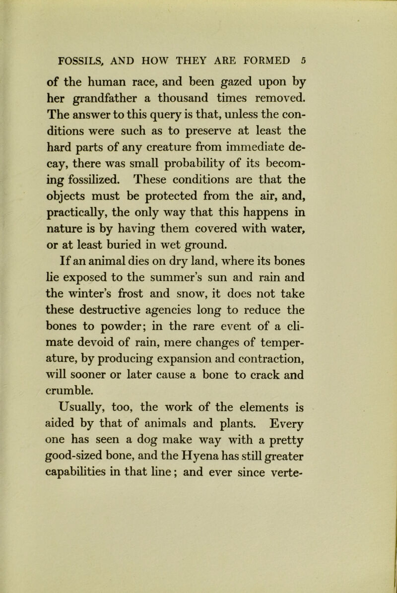 of the human race, and been gazed upon by her grandfather a thousand times removed. The answer to this query is that, unless the con- ditions were such as to preserve at least the hard parts of any creature from immediate de- cay, there was small probability of its becom- ing fossilized. These conditions are that the objects must be protected from the air, and, practically, the only way that this happens in nature is by having them covered with water, or at least buried in wet ground. If an animal dies on dry land, where its bones lie exposed to the summer’s sun and rain and the winter’s frost and snow, it does not take these destructive agencies long to reduce the bones to powder; in the rare event of a cli- mate devoid of rain, mere changes of temper- ature, by producing expansion and contraction, will sooner or later cause a bone to crack and crumble. Usually, too, the work of the elements is aided by that of animals and plants. Every one has seen a dog make way with a pretty good-sized bone, and the Hyena has still greater capabilities in that line; and ever since verte-