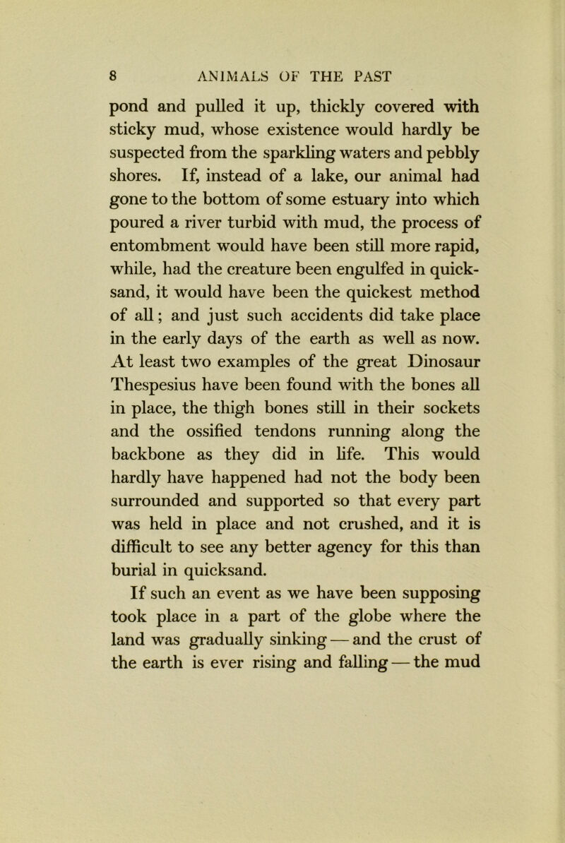 pond and pulled it up, thickly covered with sticky mud, whose existence would hardly be suspected from the sparkling waters and pebbly shores. If, instead of a lake, our animal had gone to the bottom of some estuary into which poured a river turbid with mud, the process of entombment would have been still more rapid, while, had the creature been engulfed in quick- sand, it would have been the quickest method of all; and just such accidents did take place in the early days of the earth as well as now. At least two examples of the great Dinosaur Thespesius have been found with the bones all in place, the thigh bones still in their sockets and the ossified tendons running along the backbone as they did in fife. This would hardly have happened had not the body been surrounded and supported so that every part was held in place and not crushed, and it is difficult to see any better agency for this than burial in quicksand. If such an event as we have been supposing took place in a part of the globe where the land was gradually sinking — and the crust of the earth is ever rising and falling — the mud