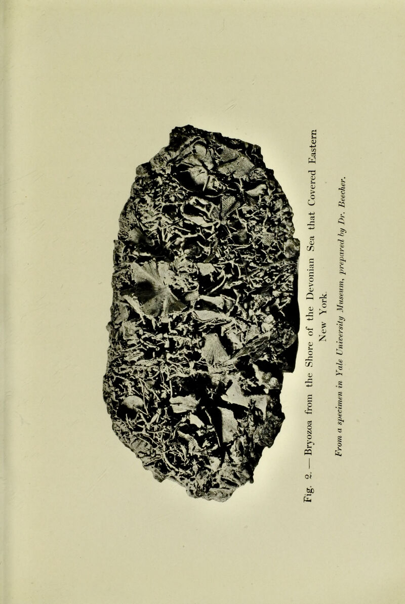 Bryozoa from the Shore of the Devonian Sea that Covered Eastern New York. From a specimen in Yale University Museum, prepared by Ur. Beecher.