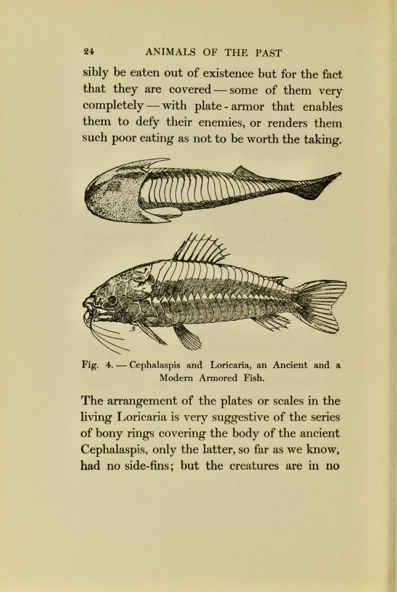 sibly be eaten out of existence but for the fact that they are covered — some of them very completely — with plate - armor that enables them to defy their enemies, or renders them such poor eating as not to be worth the taking. Fig. 4. — Cephalaspis and Loricaria, an Ancient and a Modern Armored Fish. The arrangement of the plates or scales in the living Loricaria is very suggestive of the series of bony rings covering the body of the ancient Cephalaspis, only the latter, so far as we know, had no side-fins; but the creatures are in no