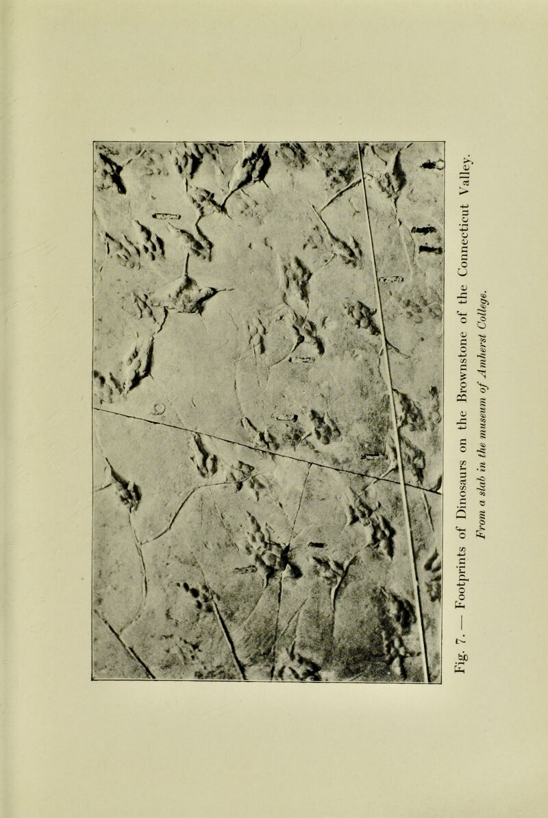 Fig. 7.— Footprints of Dinosaurs on the Brownstone of the Connecticut Valley. From a slab in the museum of Amherst College.