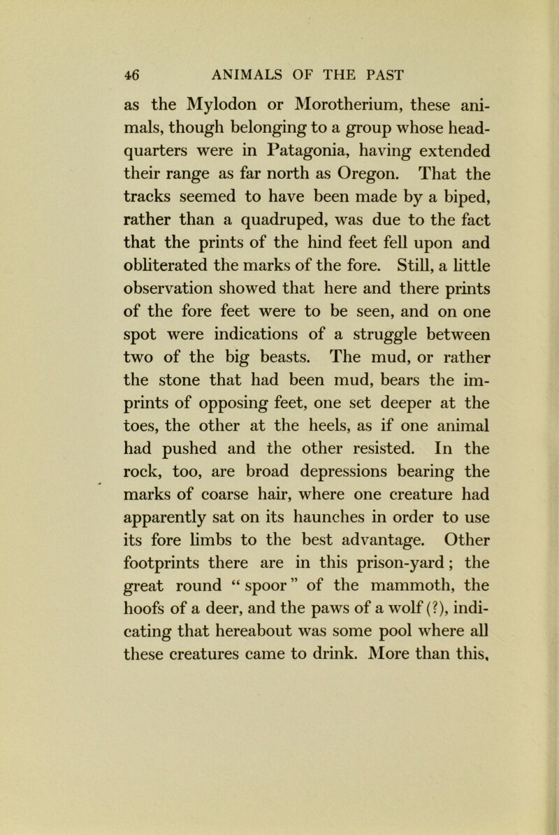 as the Mylodon or Morotherium, these ani- mals, though belonging to a group whose head- quarters were in Patagonia, having extended their range as far north as Oregon. That the tracks seemed to have been made by a biped, rather than a quadruped, was due to the fact that the prints of the hind feet fell upon and obliterated the marks of the fore. Still, a little observation showed that here and there prints of the fore feet were to be seen, and on one spot were indications of a struggle between two of the big beasts. The mud, or rather the stone that had been mud, bears the im- prints of opposing feet, one set deeper at the toes, the other at the heels, as if one animal had pushed and the other resisted. In the rock, too, are broad depressions bearing the marks of coarse hair, where one creature had apparently sat on its haunches in order to use its fore limbs to the best advantage. Other footprints there are in this prison-yard; the great round “ spoor ” of the mammoth, the hoofs of a deer, and the paws of a wolf (?), indi- cating that hereabout was some pool where all these creatures came to drink. More than this.