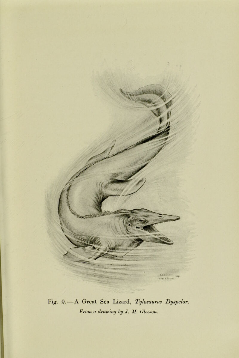 Fig. 9- — A Great Sea Lizard, Tylosaurus Dyspelor. From a drawing hy J. M. Gleeson.