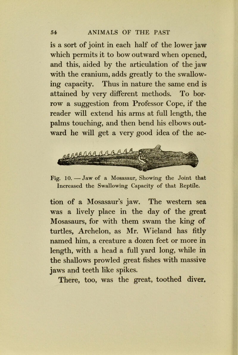 is a sort of joint in each half of the lower jaw which permits it to bow outward when opened, and this, aided by the articulation of the jaw with the cranium, adds greatly to the swallow- ing capacity. Thus in nature the same end is attained by very different methods. To bor- row a suggestion from Professor Cope, if the reader will extend his arms at full length, the palms touching, and then bend his elbows out- ward he will get a very good idea of the ac- Fig. 10.—Jaw of a Mosasaur, Showing the Joint that Increased the Swallowing Capacity of that Reptile. tion of a Mosasaur’s jaw. The western sea was a lively place in the day of the great Mosasaurs, for with them swam the king of turtles, Archelon, as Mr. Wieland has fitly named him, a creature a dozen feet or more in length, with a head a full yard long, while in the shallows prowled great fishes with massive jaws and teeth like spikes. There, too, was the great, toothed diver.