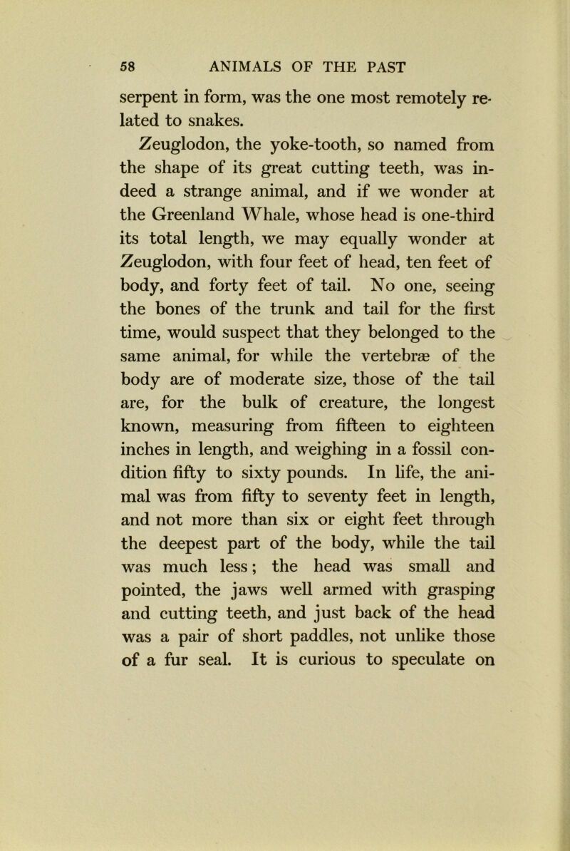 serpent in form, was the one most remotely re- lated to snakes. Zeuglodon, the yoke-tooth, so named from the shape of its great cutting teeth, was in- deed a strange animal, and if we wonder at the Greenland Whale, whose head is one-third its total length, we may equally wonder at Zeuglodon, with four feet of head, ten feet of body, and forty feet of tail. No one, seeing the bones of the trunk and tail for the first time, would suspect that they belonged to the same animal, for while the vertebras of the body are of moderate size, those of the tail are, for the bulk of creature, the longest known, measuring from fifteen to eighteen inches in length, and weighing in a fossil con- dition fifty to sixty pounds. In life, the ani- mal was from fifty to seventy feet in length, and not more than six or eight feet through the deepest part of the body, while the tail was much less; the head was small and pointed, the jaws well armed with grasping and cutting teeth, and just back of the head was a pair of short paddles, not unlike those of a fur seal. It is curious to speculate on