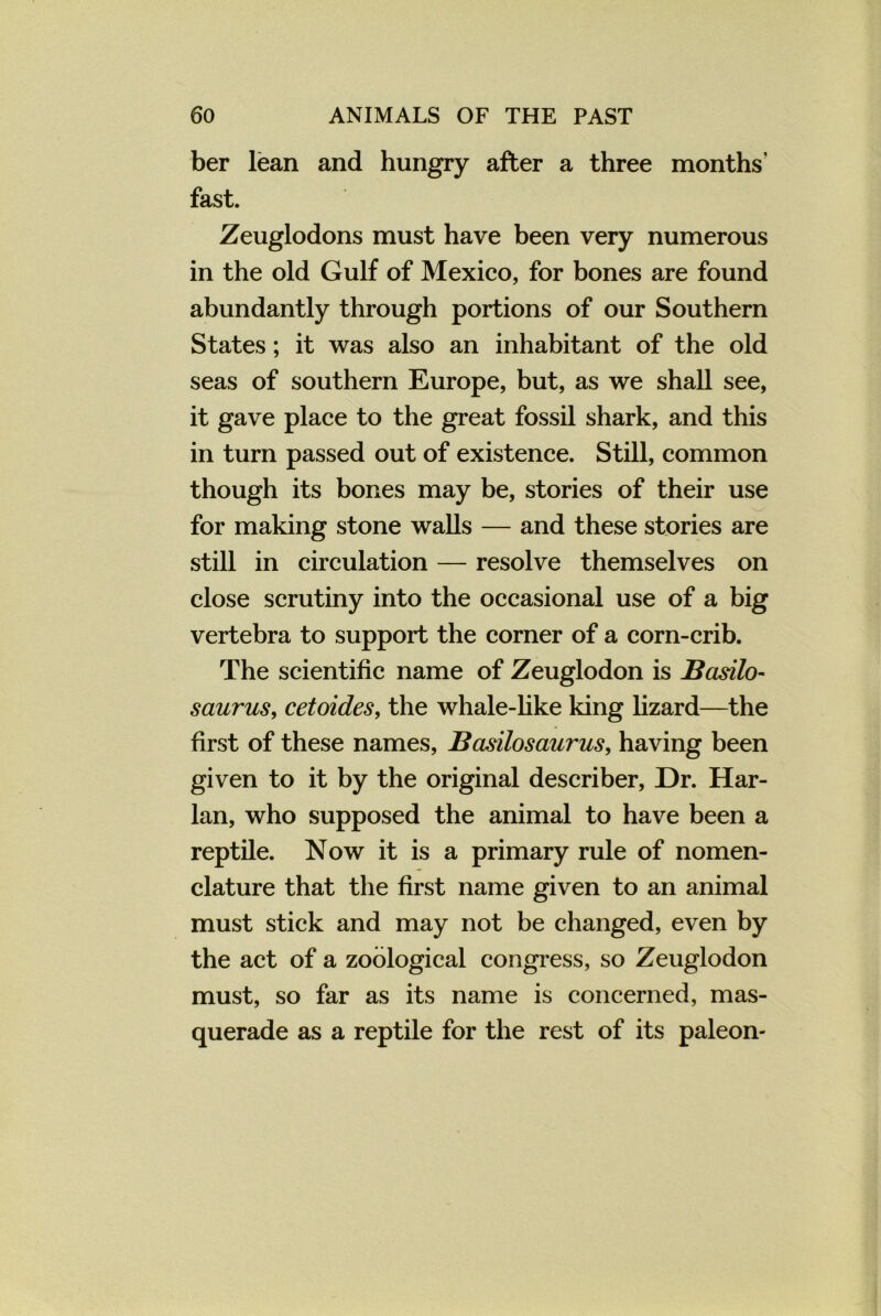 ber lean and hungry after a three months’ fast. Zeuglodons must have been very numerous in the old Gulf of Mexico, for bones are found abundantly through portions of our Southern States; it was also an inhabitant of the old seas of southern Europe, but, as we shall see, it gave place to the great fossil shark, and this in turn passed out of existence. Still, common though its bones may be, stories of their use for making stone walls — and these stories are still in circulation — resolve themselves on close scrutiny into the occasional use of a big vertebra to support the corner of a corn-crib. The scientific name of Zeuglodon is Basilo- saurus, cetoides, the whale-like king lizard—the first of these names, Basilosaurus, having been given to it by the original describer, Dr. Har- lan, who supposed the animal to have been a reptile. Now it is a primary rule of nomen- clature that the first name given to an animal must stick and may not be changed, even by the act of a zoological congress, so Zeuglodon must, so far as its name is concerned, mas- querade as a reptile for the rest of its paleon-
