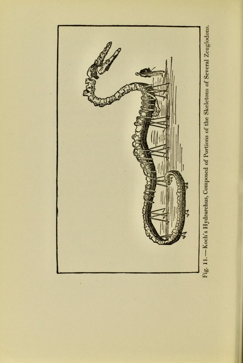 &D •pH EJh 11. — Koch’s Hydrarchus, Composed of Portions of the Skeletons of Several Zeuglodons.