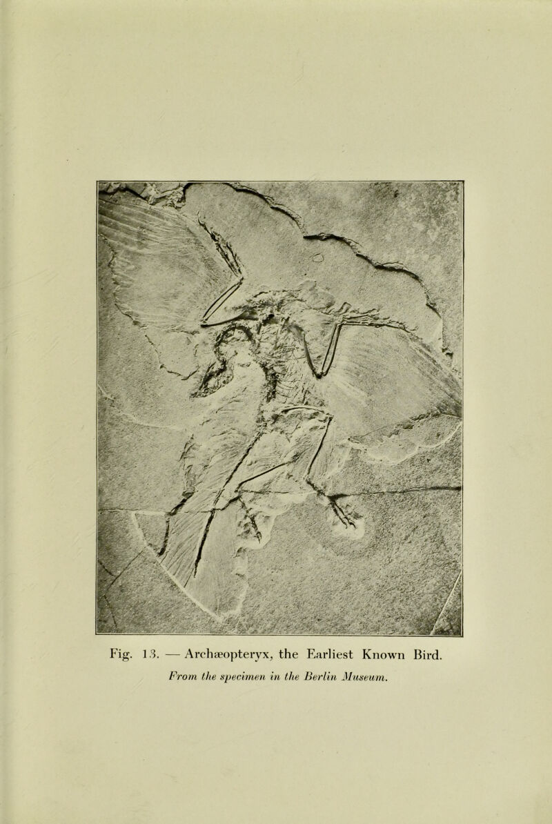 Fig. 13. —Archaeopteryx, the Earliest Known Bird. From the specimen in the Berlin Museum.