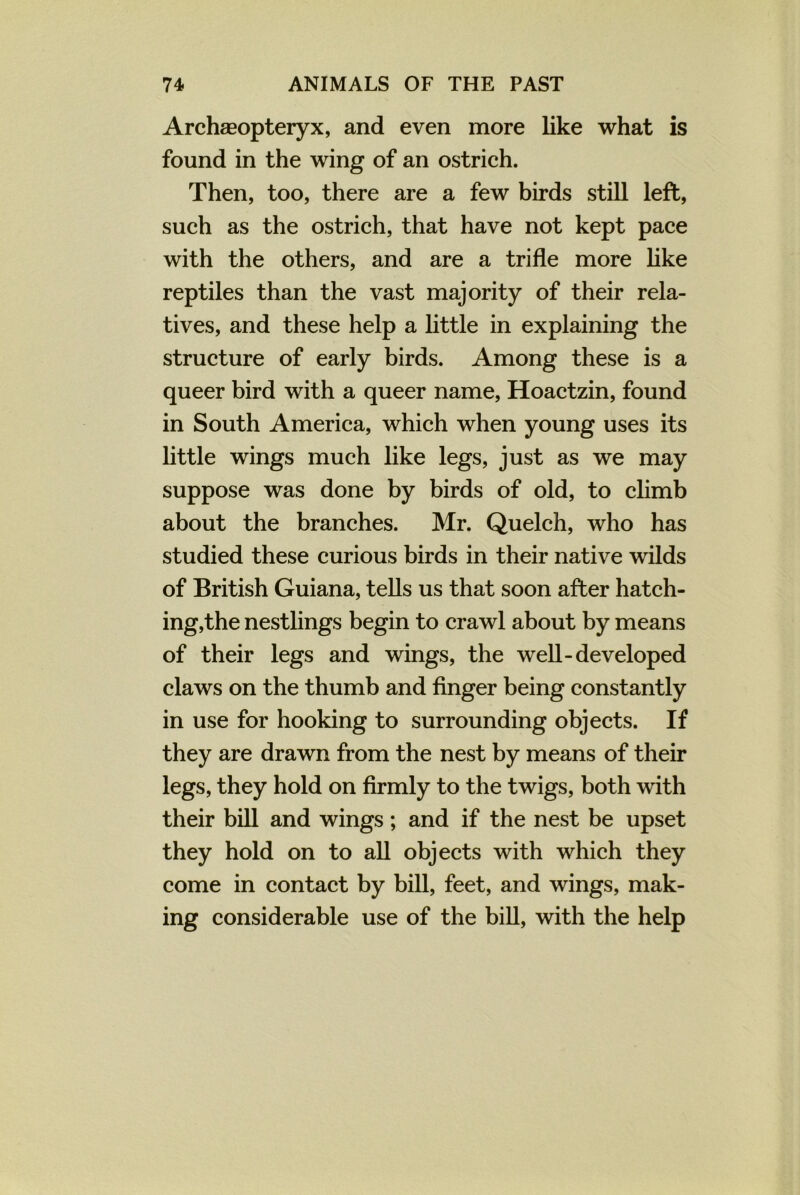 Archaeopteryx, and even more like what is found in the wing of an ostrich. Then, too, there are a few birds still left, such as the ostrich, that have not kept pace with the others, and are a trifle more like reptiles than the vast majority of their rela- tives, and these help a little in explaining the structure of early birds. Among these is a queer bird with a queer name, Hoactzin, found in South America, which when young uses its little wings much like legs, just as we may suppose was done by birds of old, to climb about the branches. Mr. Quelch, who has studied these curious birds in their native wilds of British Guiana, tells us that soon after hatch- ing,the nestlings begin to crawl about by means of their legs and wings, the well-developed claws on the thumb and finger being constantly in use for hooking to surrounding objects. If they are drawn from the nest by means of their legs, they hold on firmly to the twigs, both with their bill and wings; and if the nest be upset they hold on to all objects with which they come in contact by bill, feet, and wings, mak- ing considerable use of the bill, with the help
