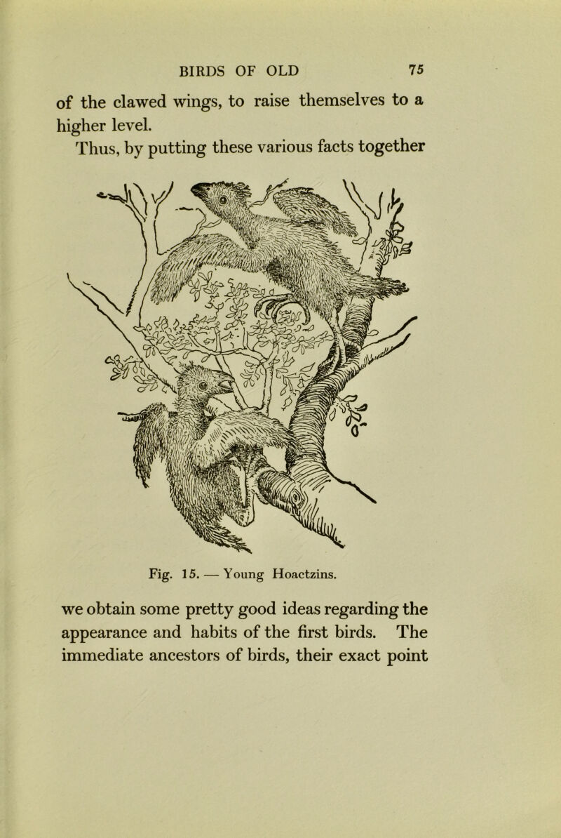 of the clawed wings, to raise themselves to a higher level. Thus, by putting these various facts together Fig. 15. — Young Hoactzins. we obtain some pretty good ideas regarding the appearance and habits of the first birds. The immediate ancestors of birds, their exact point
