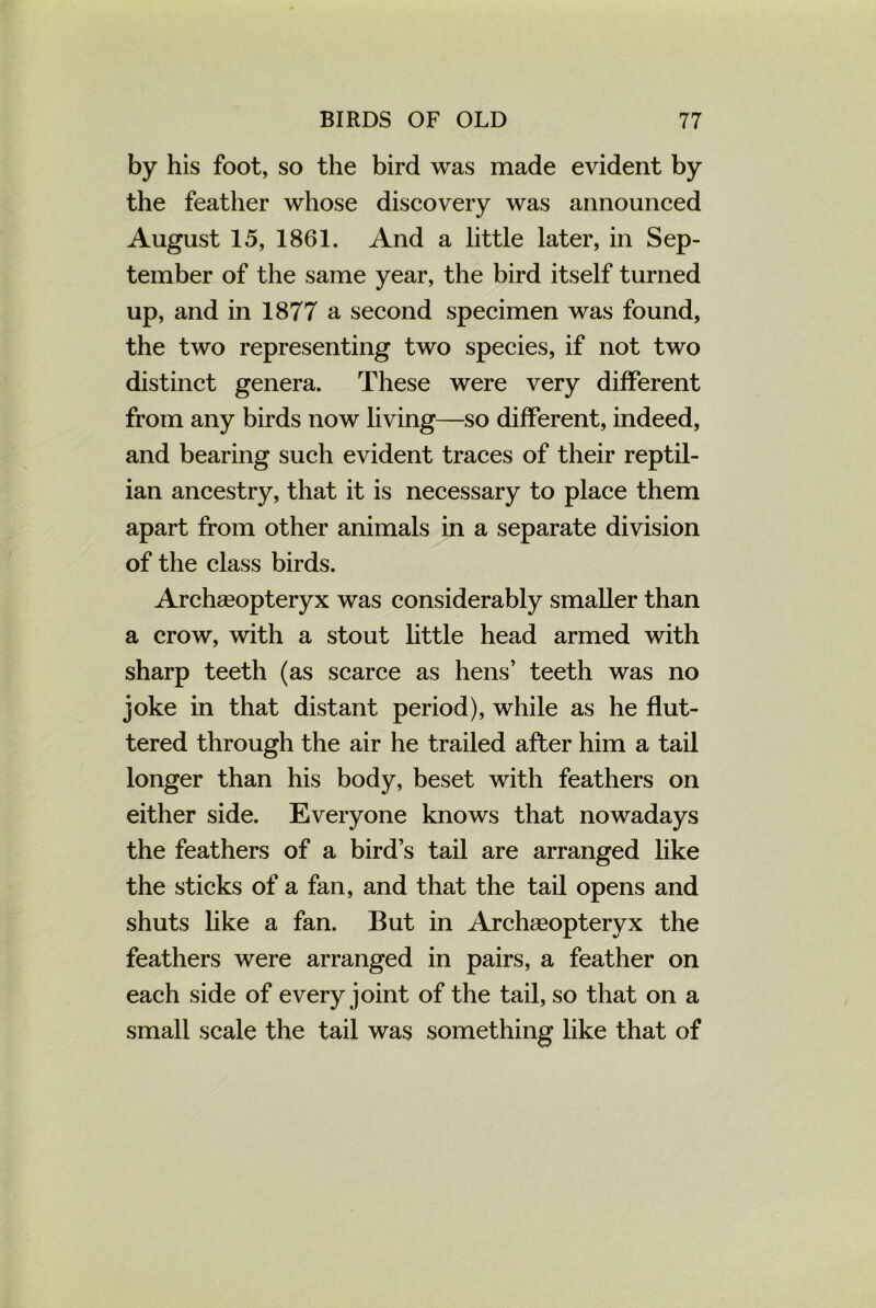 by his foot, so the bird was made evident by the feather whose discovery was announced August 15, 1861. And a little later, in Sep- tember of the same year, the bird itself turned up, and in 1877 a second specimen was found, the two representing two species, if not two distinct genera. These were very different from any birds now living—so different, indeed, and bearing such evident traces of their reptil- ian ancestry, that it is necessary to place them apart from other animals in a separate division of the class birds. Archaeopteryx was considerably smaller than a crow, with a stout little head armed with sharp teeth (as scarce as hens’ teeth was no joke in that distant period), while as he flut- tered through the air he trailed after him a tail longer than his body, beset with feathers on either side. Everyone knows that nowadays the feathers of a bird’s tail are arranged like the sticks of a fan, and that the tail opens and shuts like a fan. But in Archaeopteryx the feathers were arranged in pairs, a feather on each side of every joint of the tail, so that on a small scale the tail was something like that of