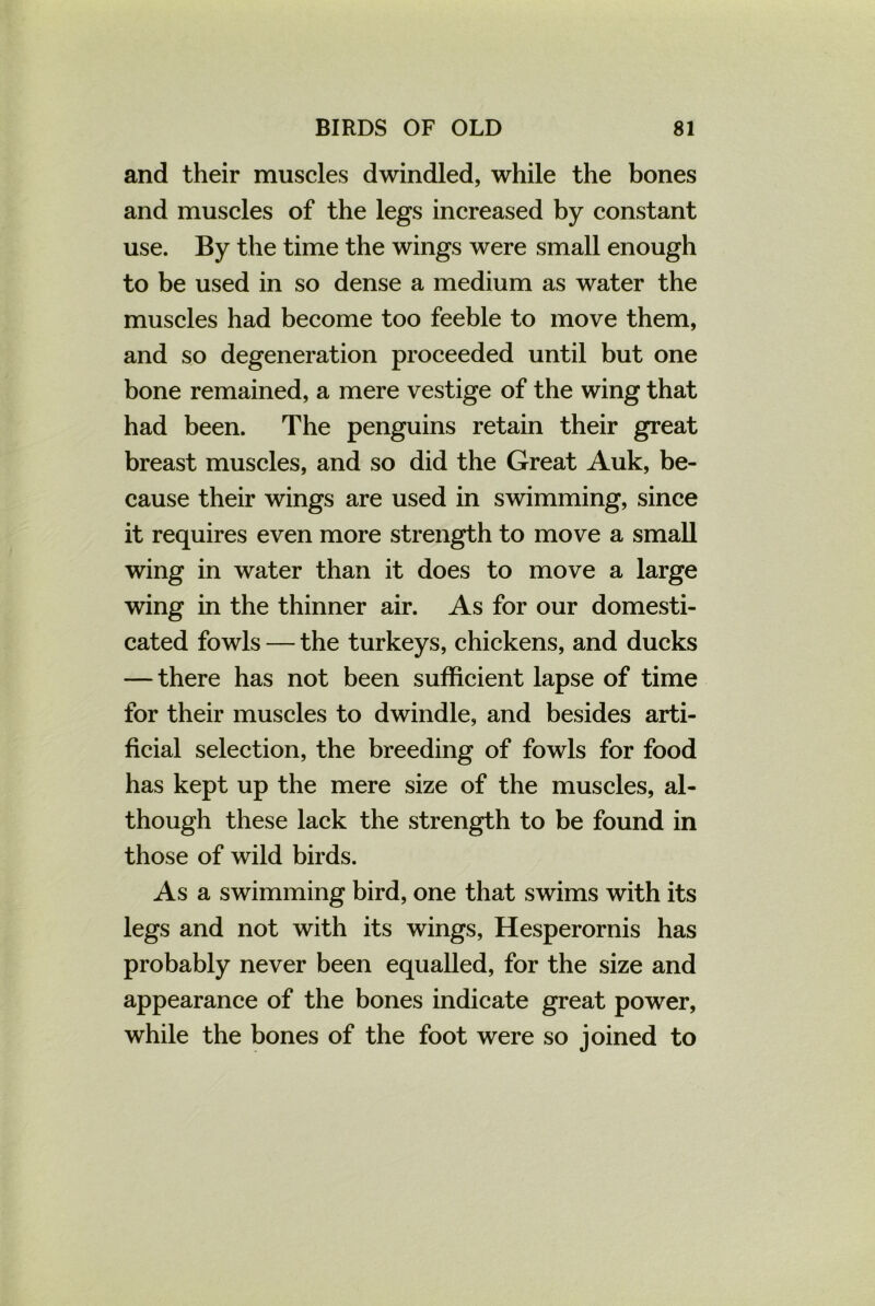 and their muscles dwindled, while the bones and muscles of the legs increased by constant use. By the time the wings were small enough to be used in so dense a medium as water the muscles had become too feeble to move them, and so degeneration proceeded until but one bone remained, a mere vestige of the wing that had been. The penguins retain their great breast muscles, and so did the Great Auk, be- cause their wings are used in swimming, since it requires even more strength to move a small wing in water than it does to move a large wing in the thinner air. As for our domesti- cated fowls — the turkeys, chickens, and ducks — there has not been sufficient lapse of time for their muscles to dwindle, and besides arti- ficial selection, the breeding of fowls for food has kept up the mere size of the muscles, al- though these lack the strength to be found in those of wild birds. As a swimming bird, one that swims with its legs and not with its wings, Hesperornis has probably never been equalled, for the size and appearance of the bones indicate great power, while the bones of the foot were so joined to