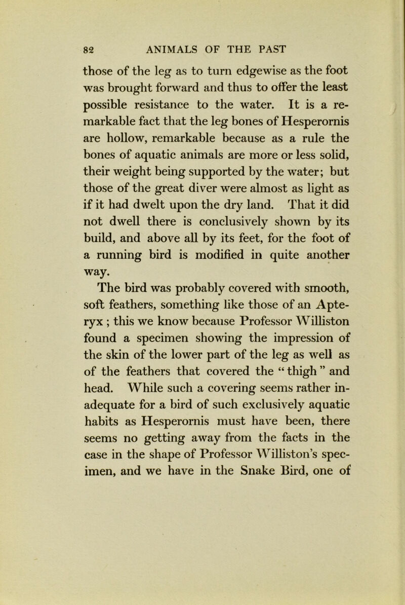 those of the leg as to turn edgewise as the foot was brought forward and thus to offer the least possible resistance to the water. It is a re- markable fact that the leg bones of Hesperornis are hollow, remarkable because as a rule the bones of aquatic animals are more or less solid, their weight being supported by the water; but those of the great diver were almost as light as if it had dwelt upon the dry land. That it did not dwell there is conclusively shown by its build, and above all by its feet, for the foot of a running bird is modified in quite another way. The bird was probably covered with smooth, soft feathers, something like those of an Apte- ryx ; this we know because Professor Williston found a specimen showing the impression of the skin of the lower part of the leg as well as of the feathers that covered the “ thigh ” and head. While such a covering seems rather in- adequate for a bird of such exclusively aquatic habits as Hesperornis must have been, there seems no getting away from the facts in the case in the shape of Professor Williston’s spec- imen, and we have in the Snake Bird, one of