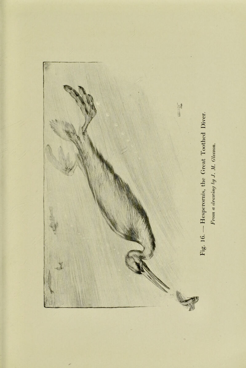 Hesperornis, the Great Toothed Diyer, From a drawing by J. M. Gleeson.