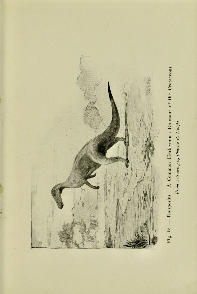 Ihespesius. A Common Herbivorous Dinosaur of the Cretaceous. Frow, a drawing by Charles R. Knight.