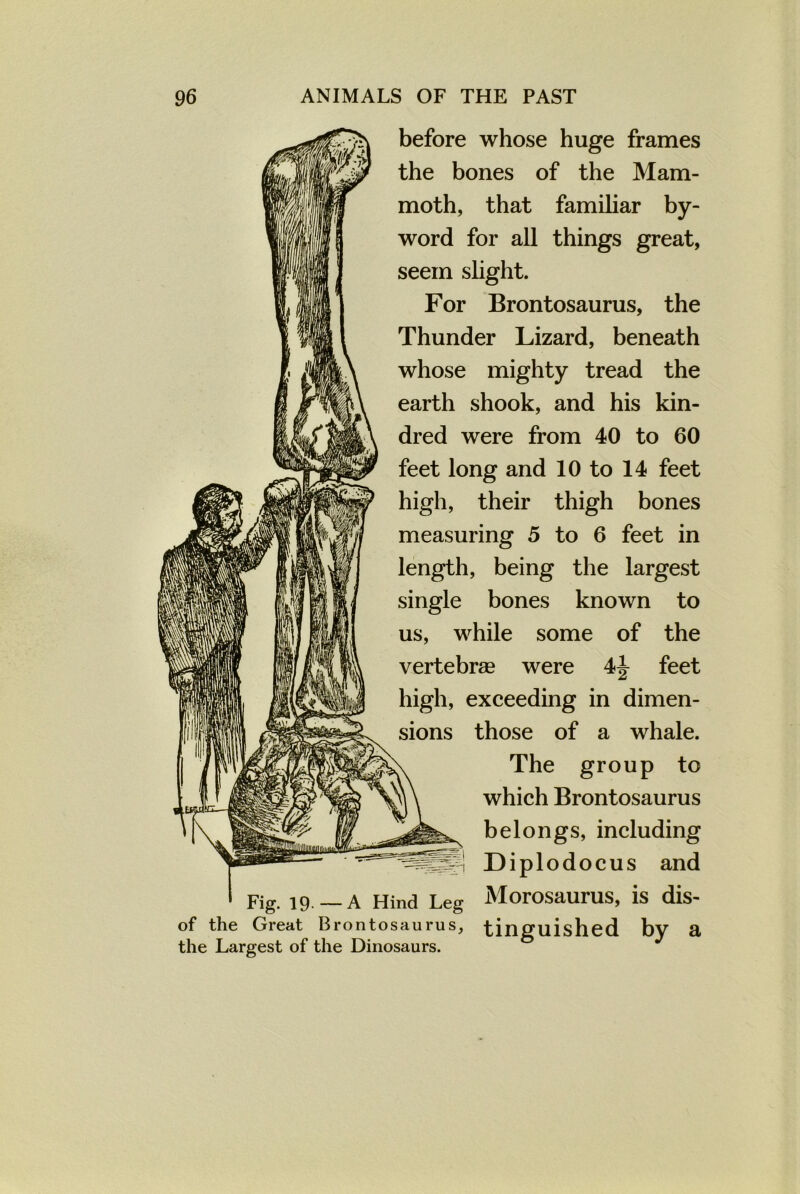 before whose huge frames the bones of the Mam- moth, that familiar by- word for all things great, seem slight. For Brontosaurus, the Thunder Lizard, beneath whose mighty tread the earth shook, and his kin- dred were from 40 to 60 feet long and 10 to 14 feet high, their thigh bones measuring 5 to 6 feet in length, being the largest single bones known to us, while some of the vertebras were 4j feet high, exceeding in dimen- sions those of a whale. The group to ^v\\ which Brontosaurus belongs, including Diplodocus and Fig. 19 —A Hind Leg Morosaurus, is dis- of the Great Brontosaurus, tinguished bv a the Largest of the Dinosaurs.