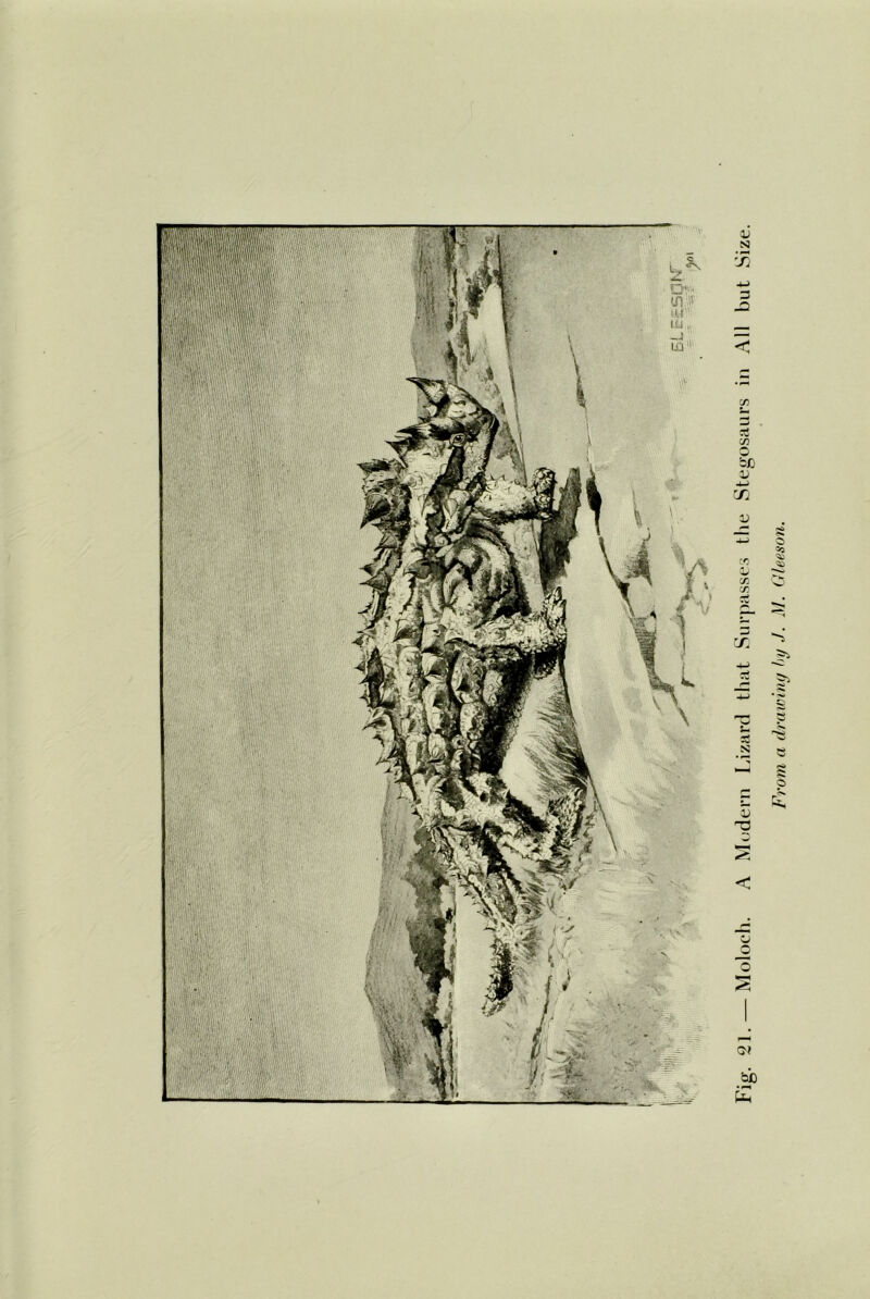 From a drawing !>y J. M. Gleeson.