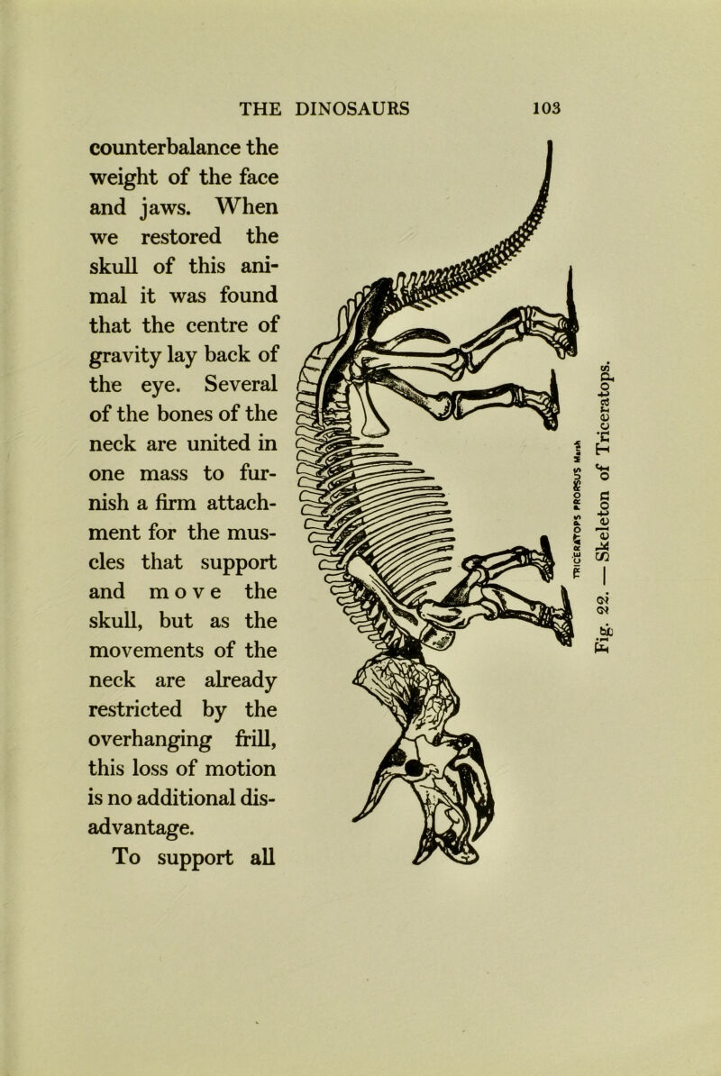counterbalance the weight of the face and jaws. When we restored the skull of this ani- mal it was found that the centre of gravity lay back of the eye. Several of the bones of the neck are united in one mass to fur- nish a firm attach- ment for the mus- cles that support and move the skull, but as the movements of the neck are already restricted by the overhanging frill, this loss of motion is no additional dis- advantage. To support all o a o -M 13 M in CM CM bJD (Jh