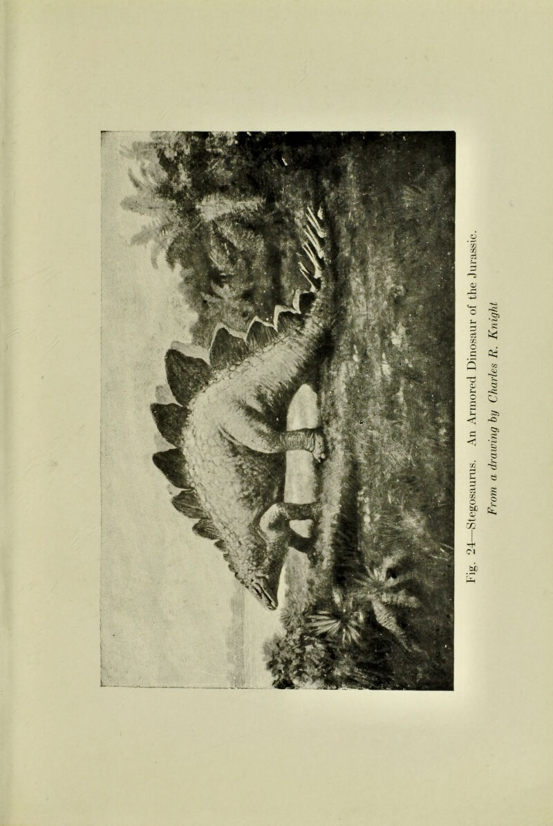 Pig. 24—Stegosaurus. An Armored Dinosaur of the Jurassic. From a drawing by Charles R. Knight