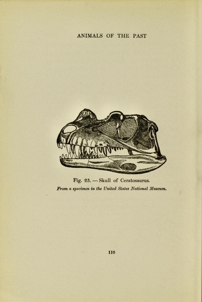 Fig. 25. — Skull of Ceratosaurus. From a specimen in the United States National Museum.