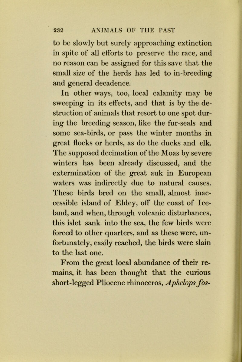 to be slowly but surely approaching extinction in spite of all efforts to preserve the race, and no reason can be assigned for this save that the small size of the herds has led to in-breeding and general decadence. In other ways, too, local calamity may be sweeping in its effects, and that is by the de- struction of animals that resort to one spot dur- ing the breeding season, like the fur-seals and some sea-birds, or pass the winter months in great flocks or herds, as do the ducks and elk. The supposed decimation of the Moas by severe winters has been already discussed, and the extermination of the great auk in European waters was indirectly due to natural causes. These birds bred on the small, almost inac- cessible island of Eldey, off the coast of Ice- land, and when, through volcanic disturbances, this islet sank into the sea, the few birds were forced to other quarters, and as these were, un- fortunately, easily reached, the birds were slain to the last one. From the great local abundance of their re- mains, it has been thought that the curious short-legged Pliocene rhinoceros, Aphelops fos-