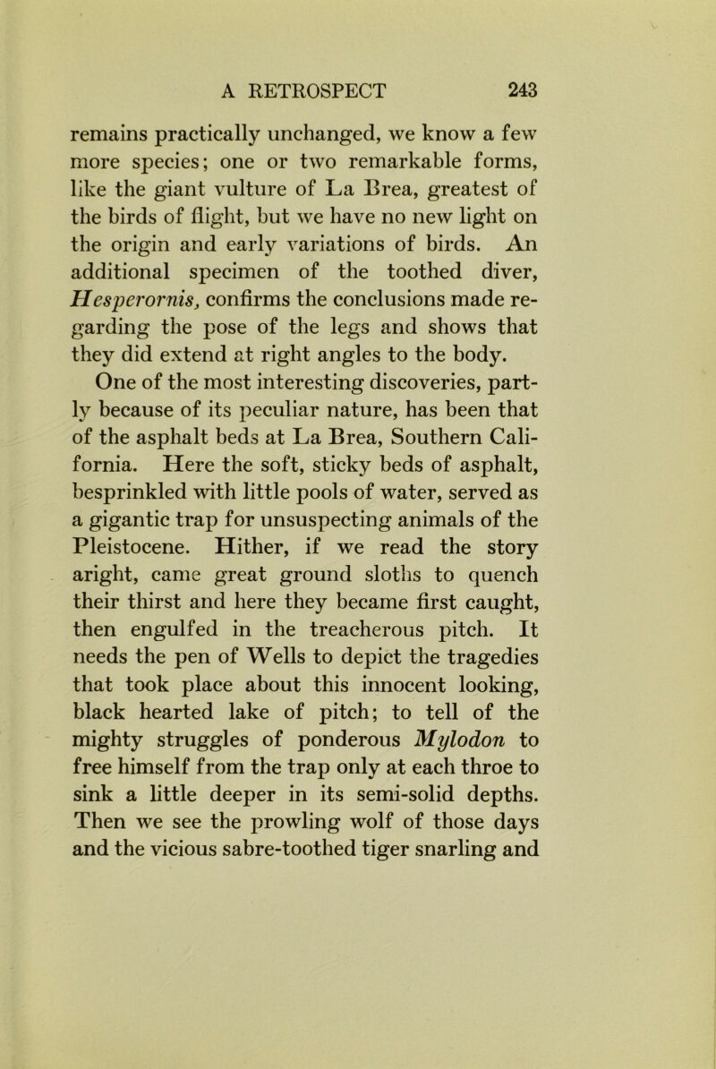remains practically unchanged, we know a few more species; one or two remarkable forms, like the giant vulture of La Brea, greatest of the birds of flight, hut we have no new light on the origin and early variations of birds. An additional specimen of the toothed diver, Hesperornis, confirms the conclusions made re- garding the pose of the legs and shows that they did extend at right angles to the body. One of the most interesting discoveries, part- ly because of its peculiar nature, has been that of the asphalt beds at La Brea, Southern Cali- fornia. Here the soft, sticky beds of asphalt, besprinkled with little pools of water, served as a gigantic trap for unsuspecting animals of the Pleistocene. Hither, if we read the story aright, came great ground sloths to quench their thirst and here they became first caught, then engulfed in the treacherous pitch. It needs the pen of Wells to depict the tragedies that took place about this innocent looking, black hearted lake of pitch; to tell of the mighty struggles of ponderous Mylodon to free himself from the trap only at each throe to sink a little deeper in its semi-solid depths. Then we see the prowling wolf of those days and the vicious sabre-toothed tiger snarling and