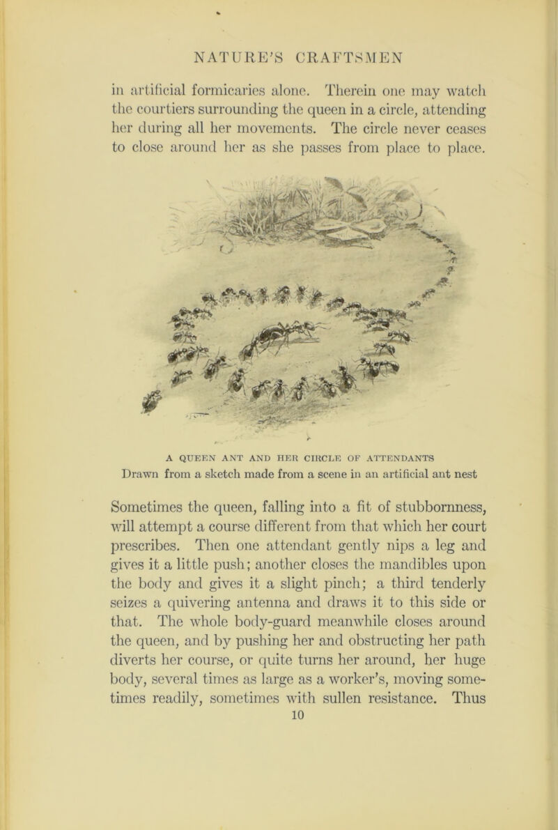 in artificial formicaries alone. Therein one may watch the courtiers surrounding the queen in a circle, attending her during all her movements. The circle never ceases to close around her as she passes from place to place. A QUEEN ANT AND HER CIRCLE OF ATTENDANTS Drawn from a sketch made from a scene in an artificial ant nest Sometimes the queen, falling into a fit of stubbornness, will attempt a course different from that which her court prescribes. Then one attendant gently nips a leg and gives it a little push; another closes the mandibles upon the body and gives it a slight pinch; a third tenderly seizes a quivering antenna and draws it to this side or that. The whole body-guard meanwhile closes around the queen, and by pushing her and obstructing her path diverts her course, or quite turns her around, her huge body, several times as large as a worker's, moving some- times readily, sometimes with sullen resistance. Thus