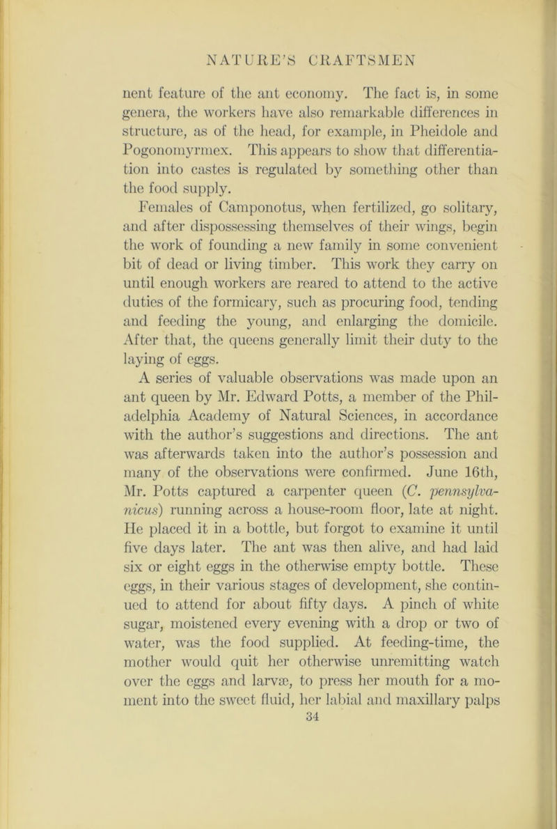 nent feature of the ant economy. The fact is, in some genera, the workers have also remarkable differences in structure, as of the head, for example, in Pheidole and Pogonomyrmex. This appears to show that differentia- tion into castes is regulated by something other than the food supply. Females of Camponotus, when fertilized, go solitary, and after dispossessing themselves of their wings, begin the work of founding a new family in some convenient bit of dead or living timber. This work they carry on until enough workers are reared to attend to the active duties of the formicary, such as procuring food, tending and feeding the young, and enlarging the domicile. After that, the queens generally limit their duty to the laying of eggs. A series of valuable observations was made upon an ant queen by Mr. Edward Potts, a member of the Phil- adelphia Academy of Natural Sciences, in accordance with the author’s suggestions and directions. The ant was afterwards taken into the author’s possession and many of the observations were confirmed. June 16th, Mr. Potts captured a carpenter queen (C. pennsylva- nicus) running across a house-room floor, late at night. He placed it in a bottle, but forgot to examine it until five days later. The ant was then alive, and had laid six or eight eggs in the otherwise empty bottle. These eggs, in their various stages of development, she contin- ued to attend for about fifty days. A pinch of white sugar, moistened every evening with a drop or two of water, was the food supplied. At feeding-time, the mother would quit her otherwise unremitting watch over the eggs and larvae, to press her mouth for a mo- ment into the sweet fluid, her labial and maxillary palps