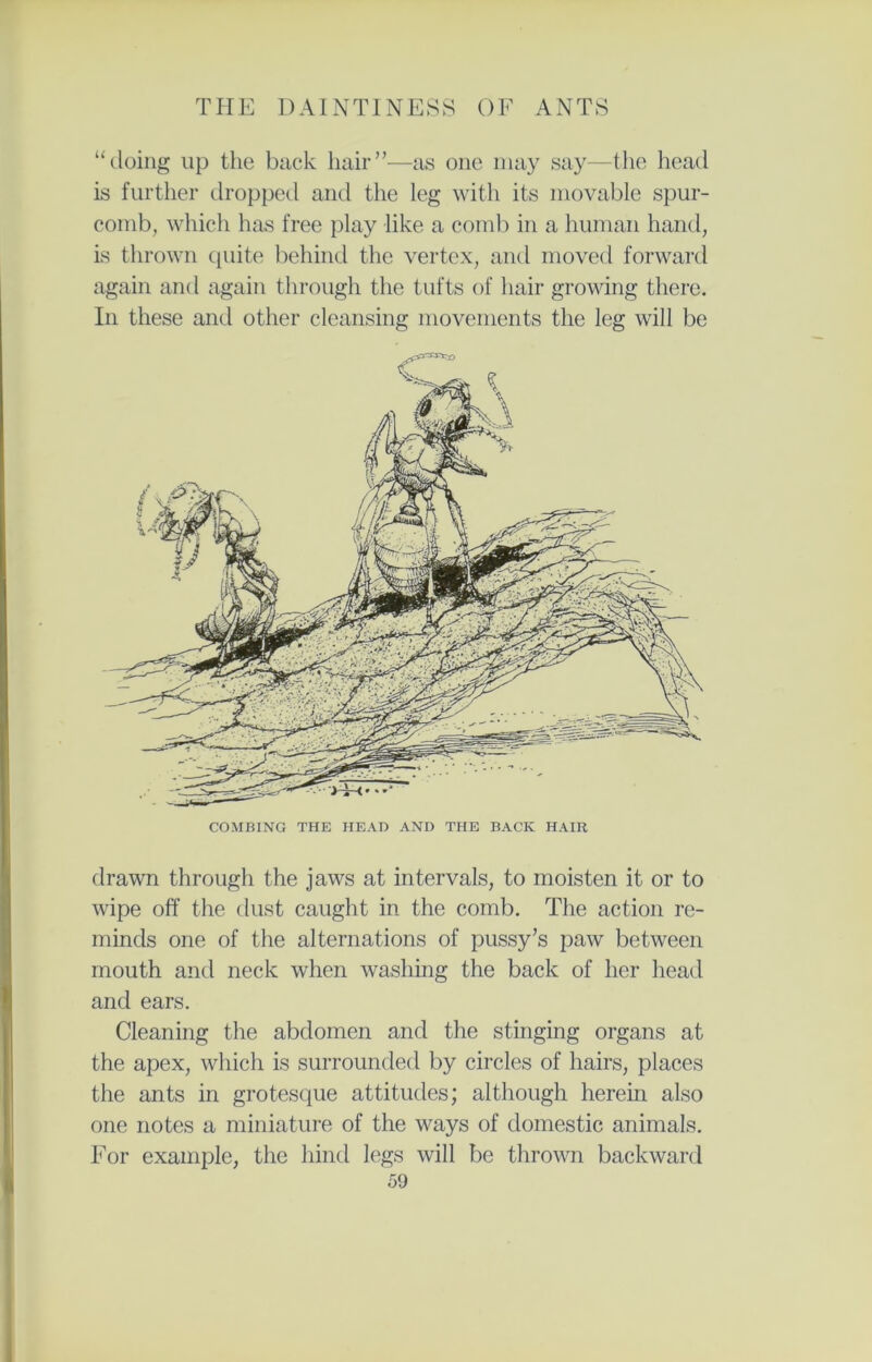 drawn through the jaws at intervals, to moisten it or to wipe off the dust caught in the comb. The action re- minds one of the alternations of pussy’s paw between mouth and neck when washing the back of her head and ears. Cleaning the abdomen and the stinging organs at the apex, which is surrounded by circles of hairs, places the ants in grotesque attitudes; although herein also one notes a miniature of the ways of domestic animals. For example, the hind legs will be thrown backward 59 “doing up the back hair”—as one may say—the head is further dropped and the leg with its movable spur- comb, which has free play like a comb in a human hand, is thrown quite behind the vertex, and moved forward again and again through the tufts of hair growing there. In these and other cleansing movements the leg will be COMBING THE HEAD AND THE BACK HAIR