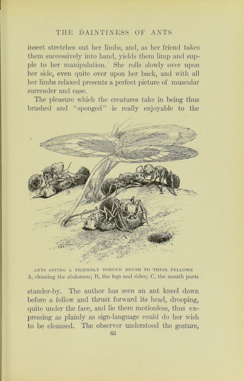insect stretches out her limbs, and, as her friend takes them successively into hand, yields them limp and sup- ple to her manipulation. She rolls slowly over upon her side, even quite over upon her back, and with all her limbs relaxed presents a perfect picture of muscular surrender and ease. The pleasure which the creatures take in being thus brushed and “sponged” is really enjoyable to the ANTS GIVING A FRIENDLY TONGUE BRUSH TO THEIR FELLOWS A, cleaning the abdomen; K, the legs and sides; C, the mouth parts stander-by. The author has seen an ant kneel down before a fellow and thrust forward its head, drooping, quite under the face, and lie there motionless, thus ex- pressing as plainly as sign-language could do her wish to be cleansed. The observer understood the gesture,