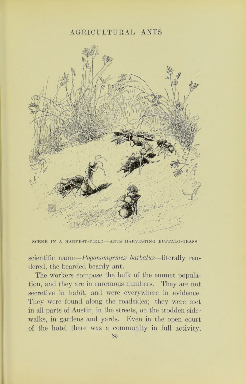 SCENE IN A HARVEST-FIELD ANTS HARVESTING BUFFALO-GRASS scientific name—Pogonomyrmex barbatus—literally ren- dered, the bearded beardy ant. The workers compose the bulk of the emmet popula- tion, and they are in enormous numbers. They are not secretive in habit, and were everywhere in evidence. They were found along the roadsides; they were met in all parts of Austin, in the streets, on the trodden side- walks, in gardens and yards. Even in the open court of the hotel there was a community in full activity.