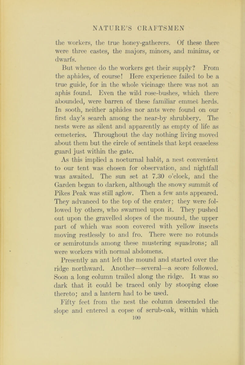 the workers, the true honey-gatherers. Of these there were three castes, the majors, minors, and minims, or dwarfs. But whence do the workers get their supply? From the aphides, of course! Here experience failed to be a true guide, for in the whole vicinage there was not an aphis found. Even the wild rose-bushes, which there abounded, were barren of these familiar emmet herds. In sooth, neither aphides nor ants were found on our first day’s search among the near-by shrubbery. The nests were as silent and apparently as empty of life as cemeteries. Throughout the day nothing living moved about them but the circle of sentinels that kept ceaseless guard just within the gate. As this implied a nocturnal habit, a nest convenient to our tent was chosen for observation, and nightfall was awaited. The sun set at 7.30 o’clock, and the Gartlen began to darken, although the snowy summit of Pikes Peak was still aglow. Then a few ants appeared. They advanced to the top of the crater; they were fol- lowed by others, who swarmed upon it. They pushed out upon the gravelled slopes of the mound, the upper part of which was soon covered with yellow insects moving restlessly to and fro. There were no rotunds or semirotunds among these mustering squadrons; all were workers with normal abdomens. Presently an ant left the mound and started over the ridge northward. Another—several—a score followed. Soon a long column trailed along the ridge. It was so dark that it could be traced only by stooping close thereto; and a lantern had to be used. Fifty feet from the nest the column descended the slope and entered a copse of scrub-oak, within which too