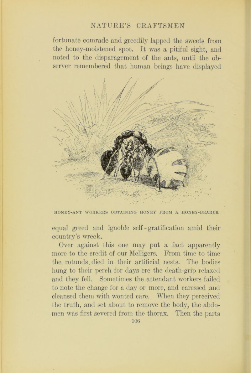 fortunate comrade and greedily lapped the sweets from the honey-moistened spot. It was a pitiful sight, and noted to the disparagement of the ants, until the ob- server remembered that human beings have displayed HONEY-ANT WORKERS OBTAINING HONEY FROM A HONEY-BEARER equal greed and ignoble self - gratification amid their country’s wreck. Over against this one may put a fact apparently more to the credit of our Melligers. From time to time the rotunds.died in their artificial nests. The bodies hung to their perch for days ere the death-grip relaxed and they fell. Sometimes the attendant workers failed to note the change for a day or more, and caressed and cleansed them with wonted care. When they perceived the truth, and set about to remove the body, the abdo- men was first severed from the thorax. Then the parts