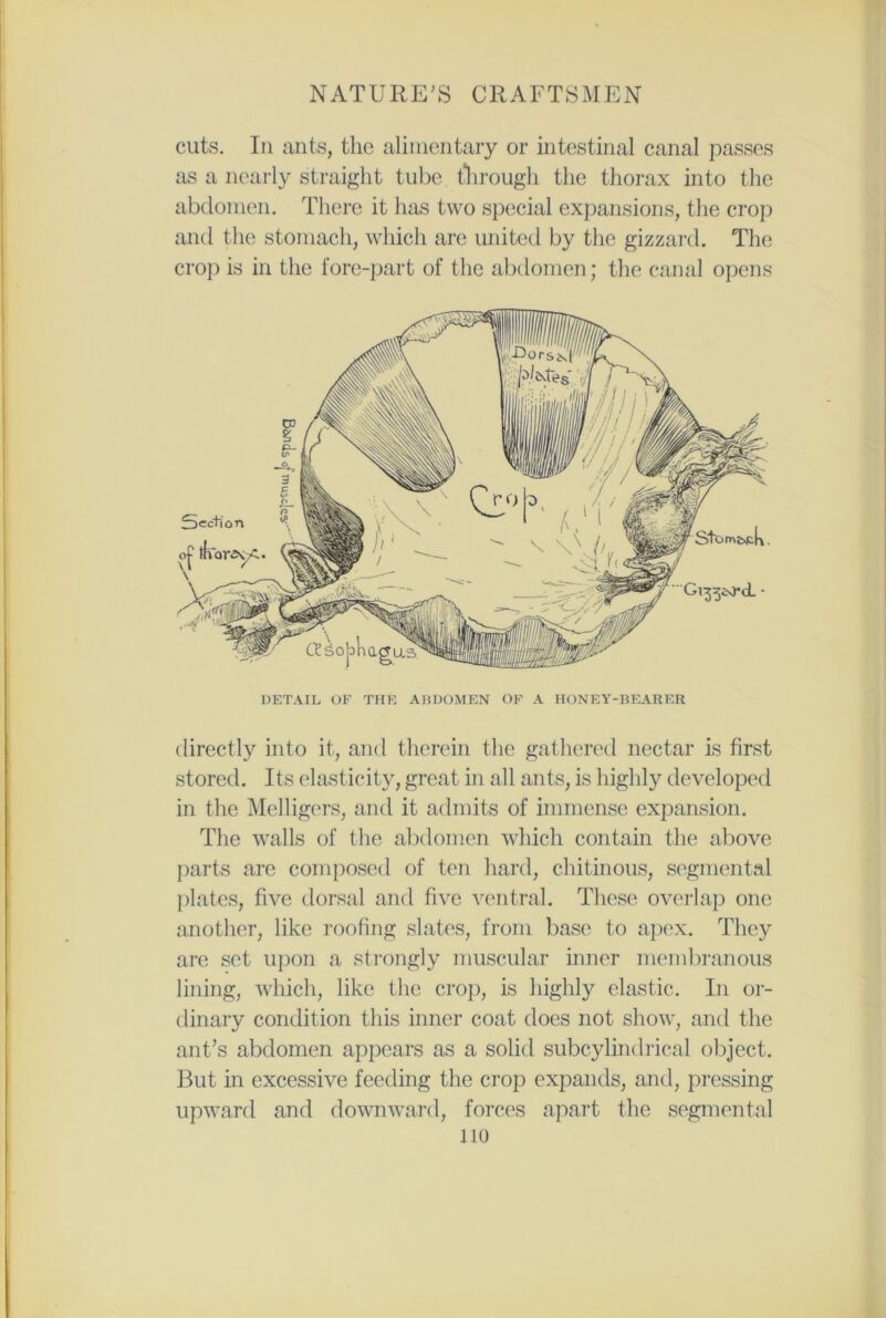 cuts. In ants, the alimentary or intestinal canal passes as a nearly straight tube through the thorax into the abdomen. There it has two special expansions, the crop and the stomach, which are united by the gizzard. The crop is in the fore-part of the abdomen; the canal opens directly into it, and therein the gathered nectar is first stored. Its elasticity, great in all ants, is highly developed in the Melligers, and it admits of immense expansion. The walls of the abdomen which contain the above parts are composed of ten hard, chitinous, segmental plates, five dorsal and five ventral. These overlap one another, like roofing slates, from base to apex. They are set upon a strongly muscular inner membranous lining, which, like the crop, is highly elastic. In or- dinary condition this inner coat does not show, and the ant’s abdomen appears as a solid subcylindrical object. But in excessive feeding the crop expands, and, pressing upward and downward, forces apart the segmental